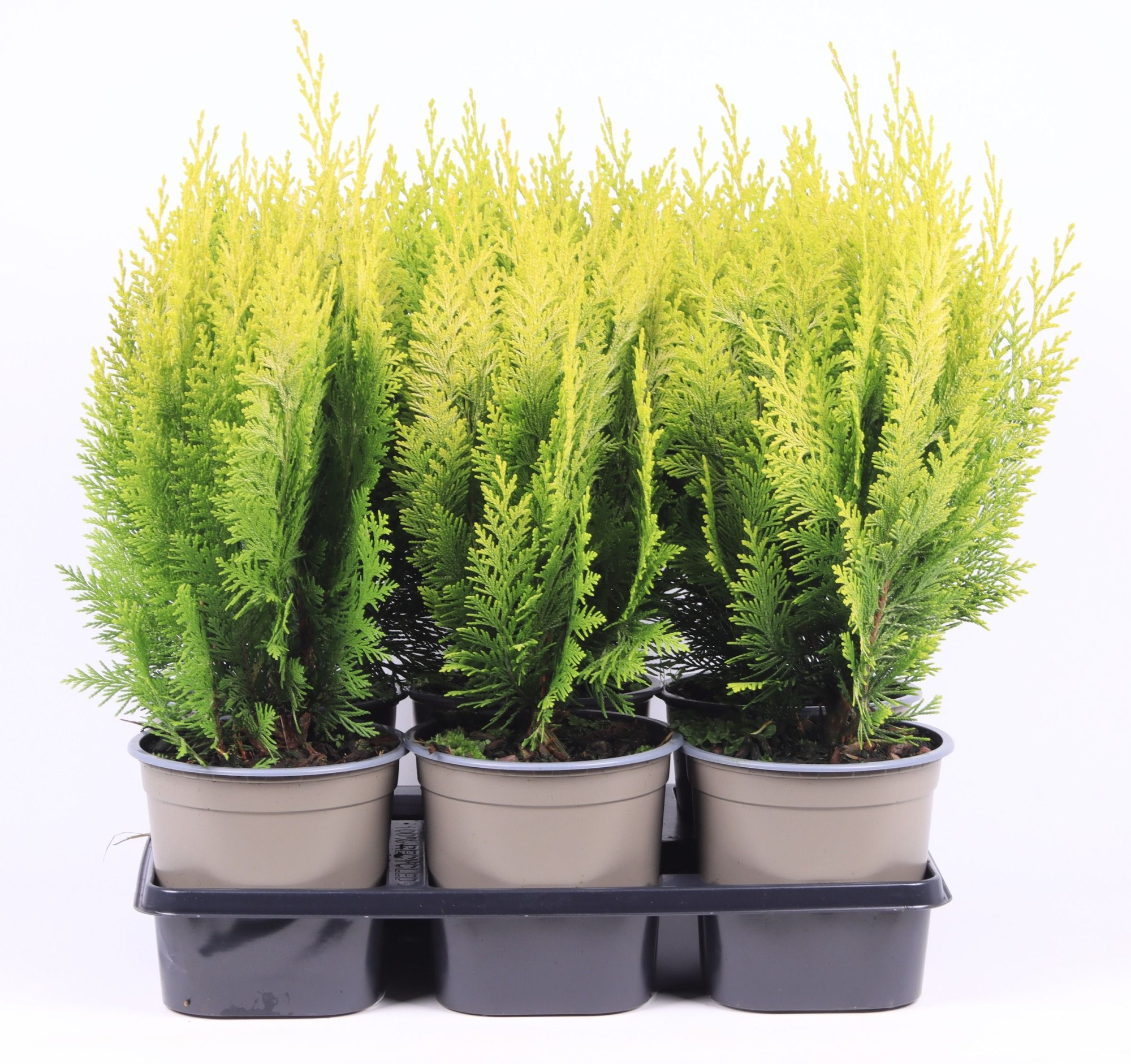 Chamaecyparis lawsoniana 'Stardust', D 15