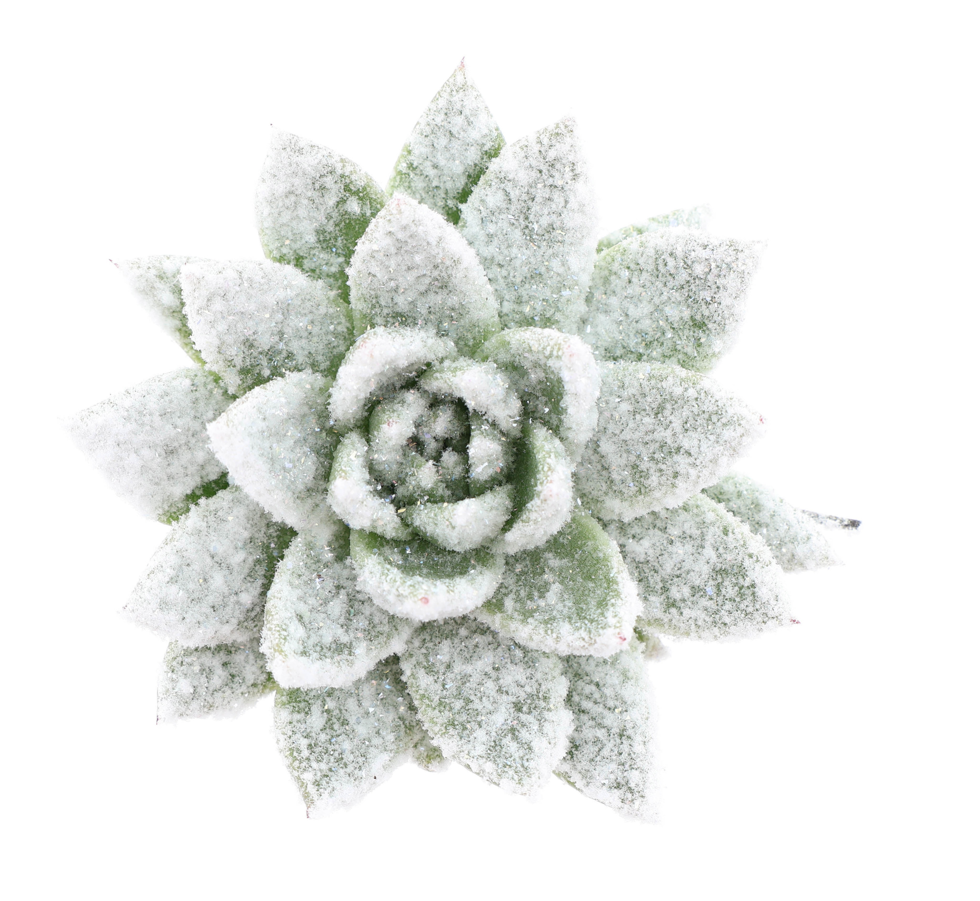 Miranda + bio snow, D 8,5