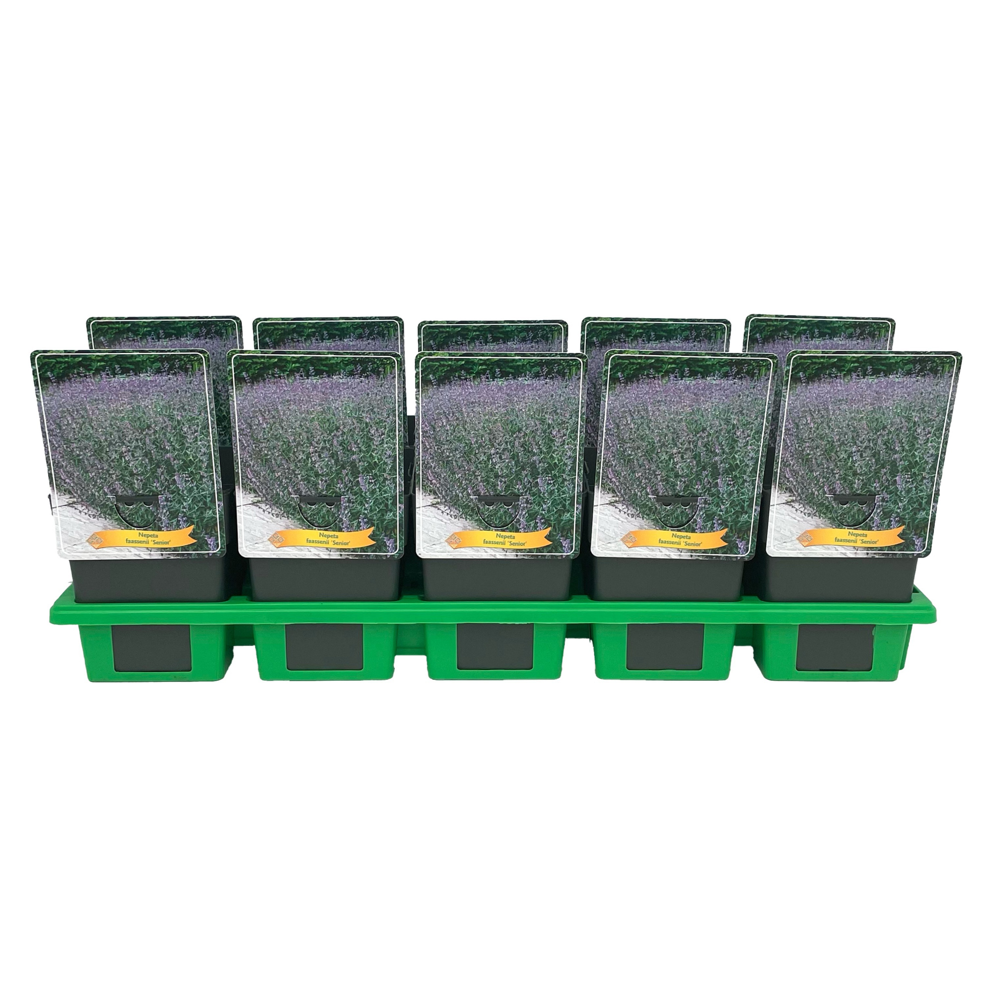 Nepeta faassenii 'Senior' P11, D 11