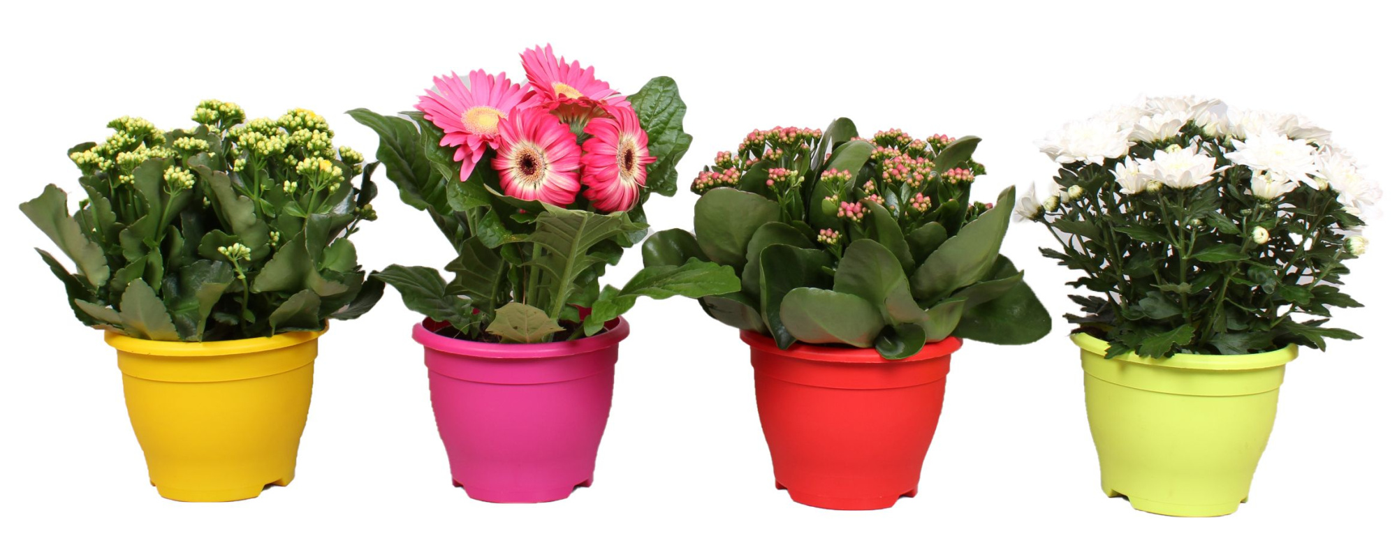 Bloeimix in 17 cm Campana pot, D 12