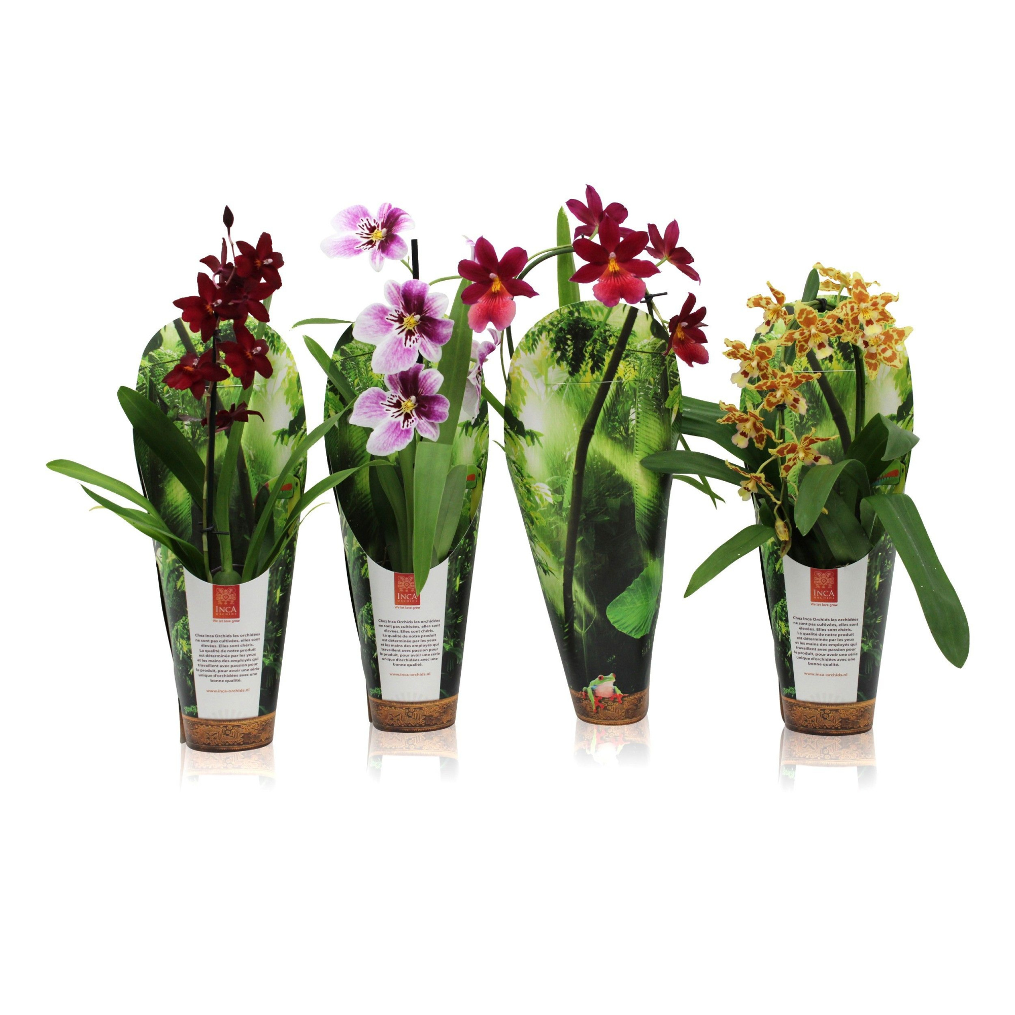 Inca Orchid mix 1 spike incl. Cascade 9cm in luxury jungle cover, D 9