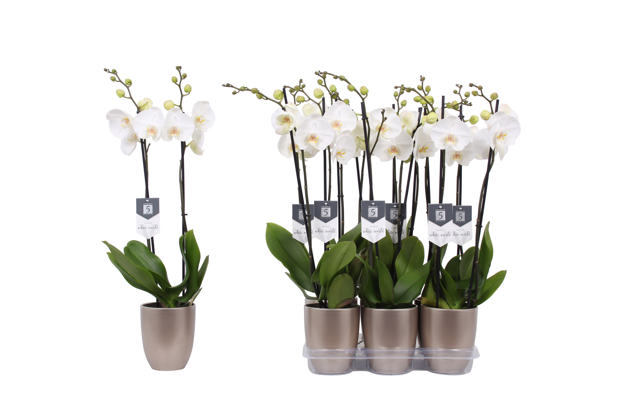 Phalaenopsis White World, 2-spike Champagne Ceramics, D 12