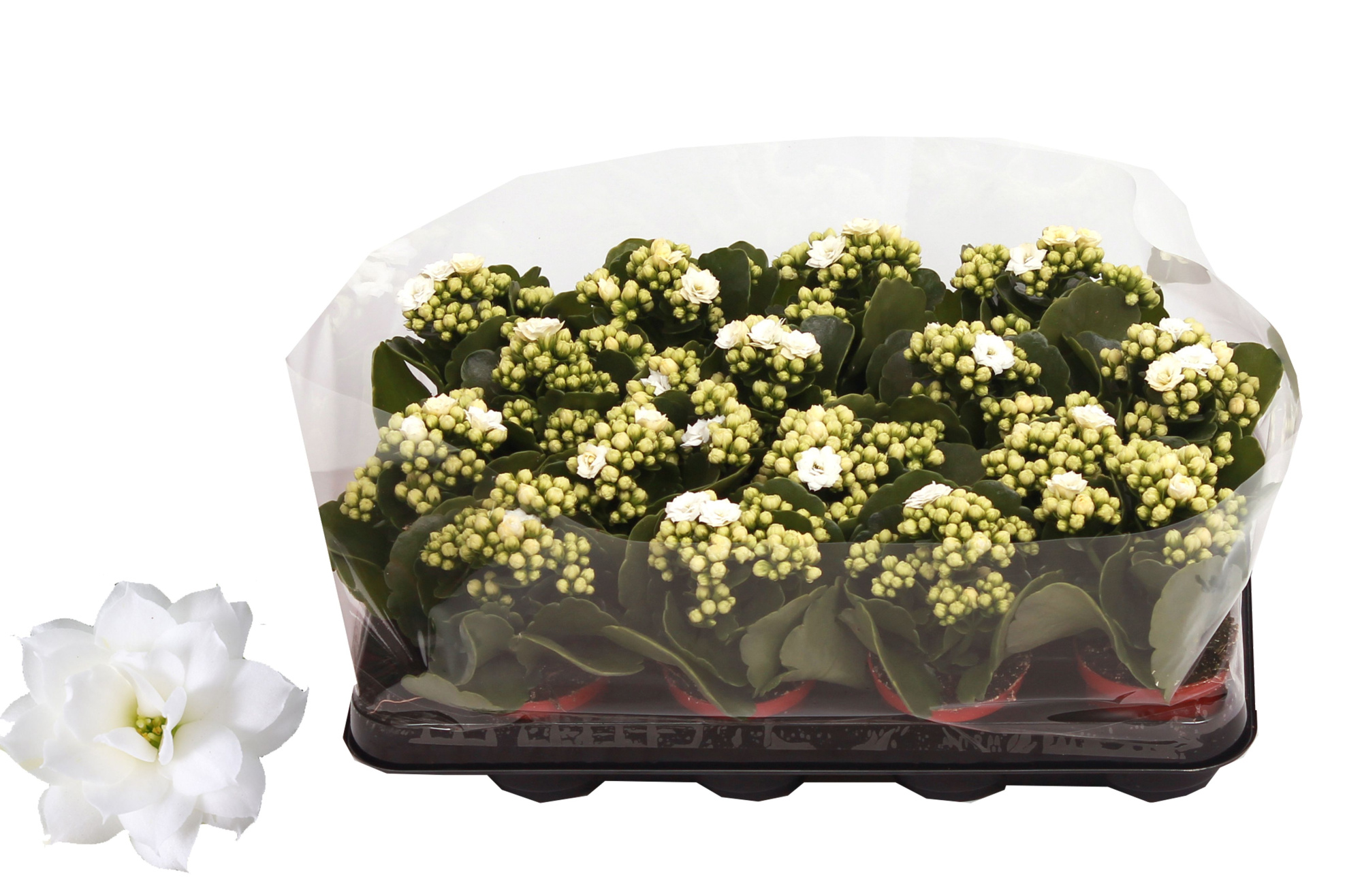 Kalanchoe Rosalina 07cm Don Dione wit, Trayfolie, D 7