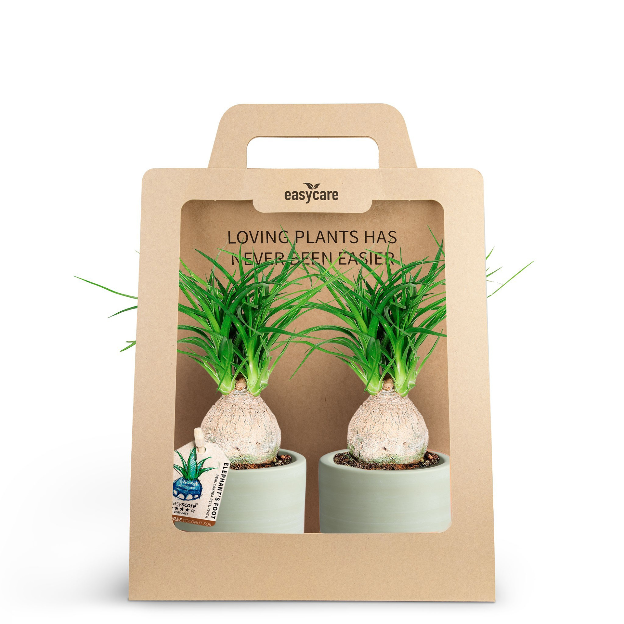 2-Pack Woodbase Green, Beaucarnea, D 7