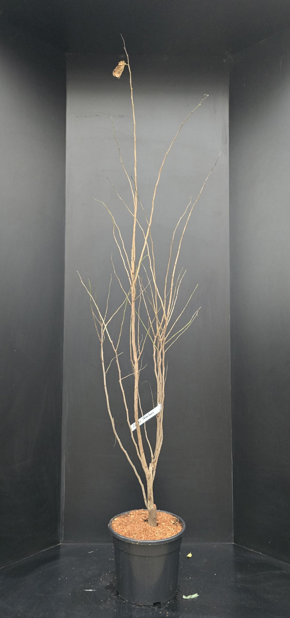 Cercis chinensis Shirobana, D 38