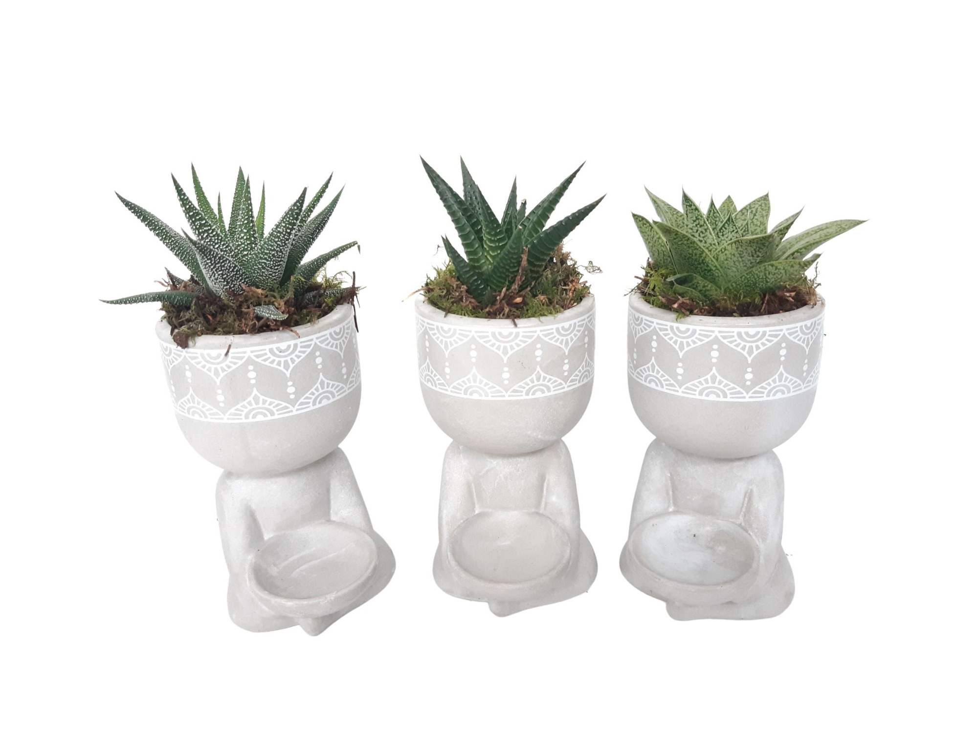 BG10SUC Buddha Grijs mini succulentmix, D 10