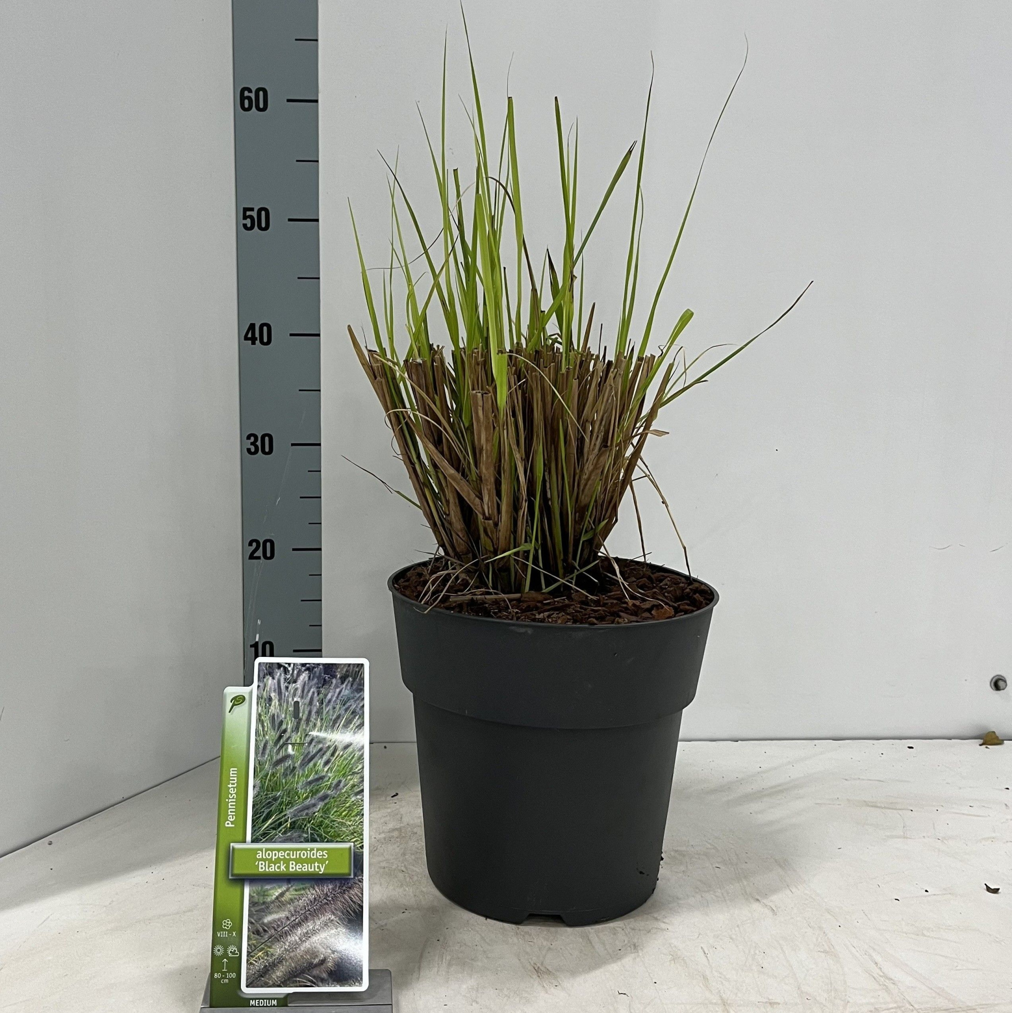 Pennisetum alopecuroides 'Black Beauty', D 23