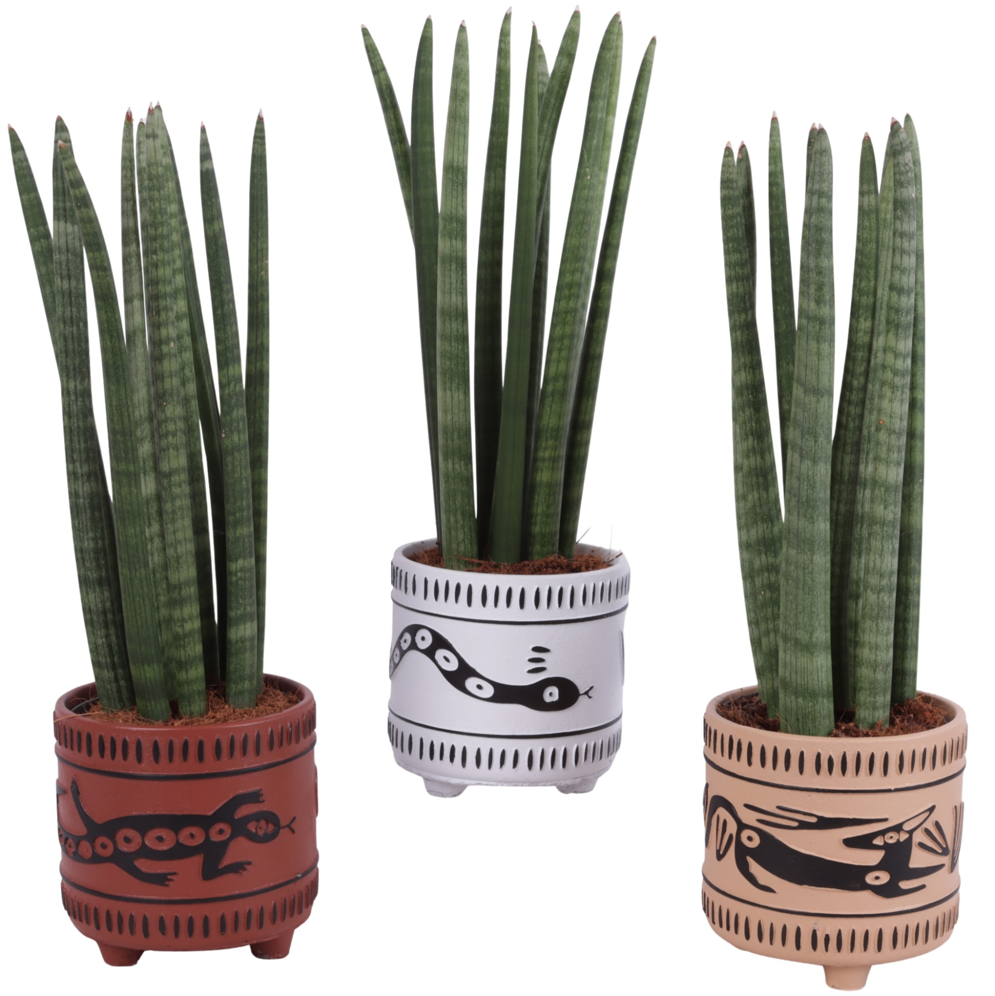 Sansevieria Cylindrica Straight 10 Leaf in Ø14cm Ceramic EV664, D 14 cm