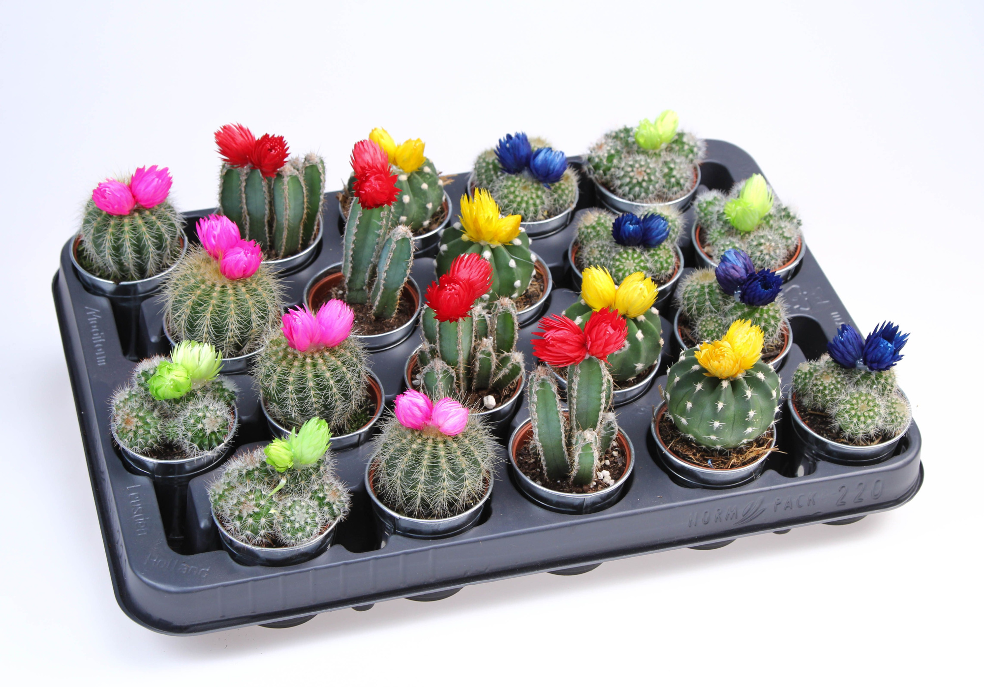 Strobloem mix in Zinkpot, D 5,5