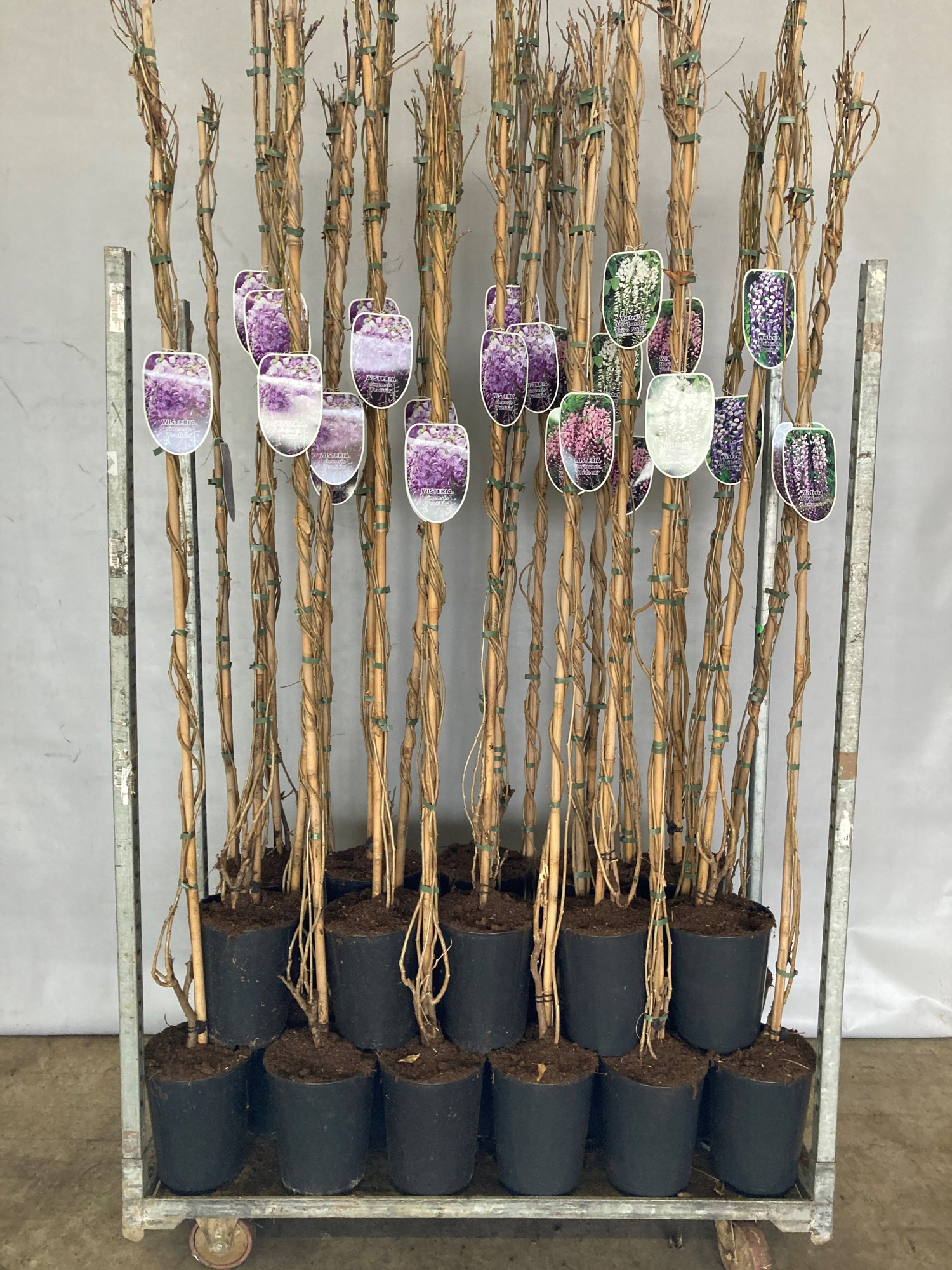 Wisteria mix C7RP, D 23