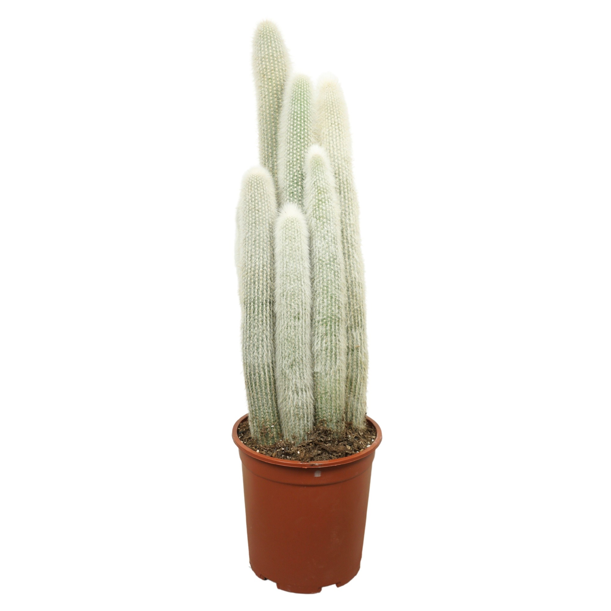 Cleistocactus strausii 27 cm, D 27