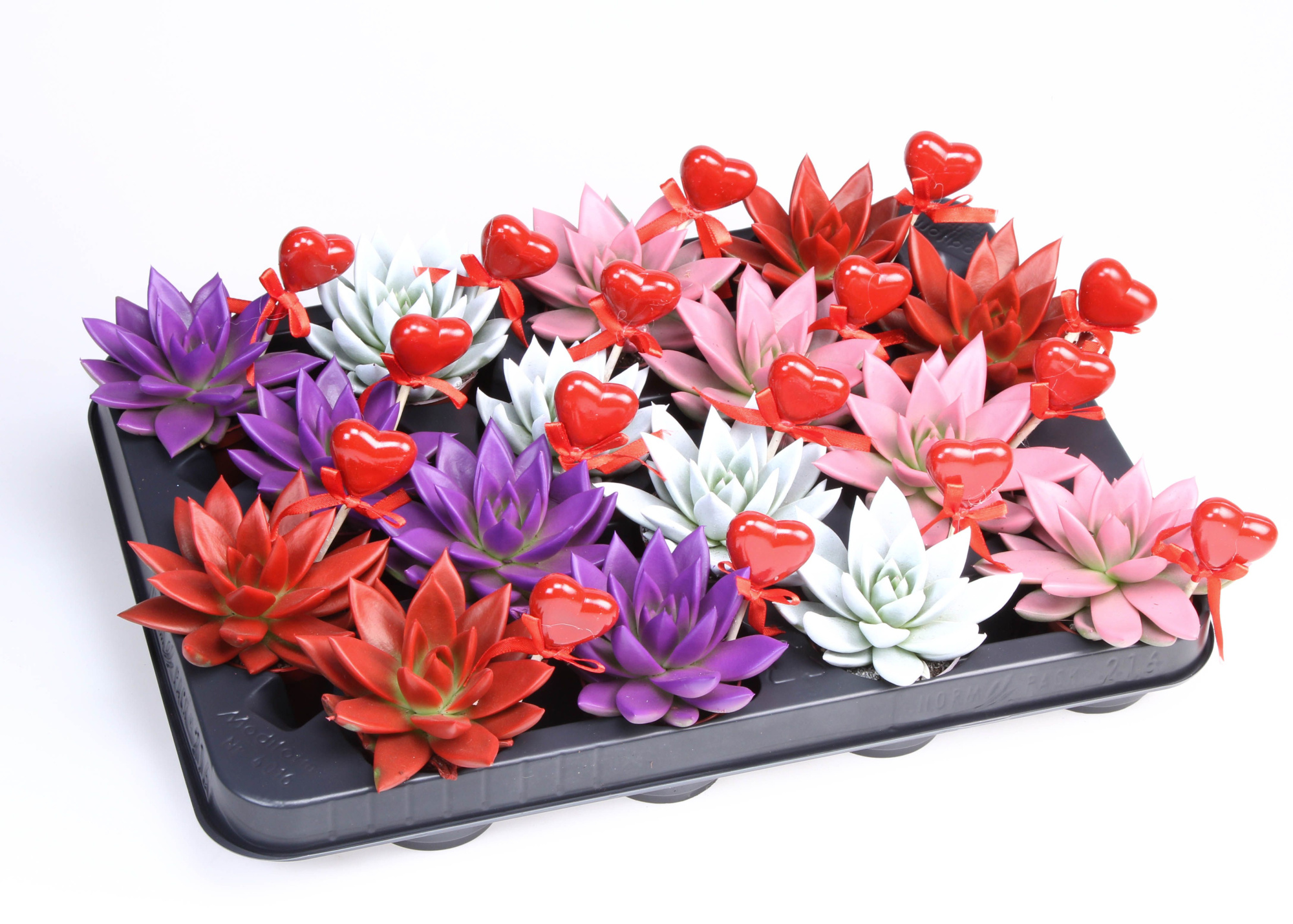 Miranda rainbow+hartje, D 6