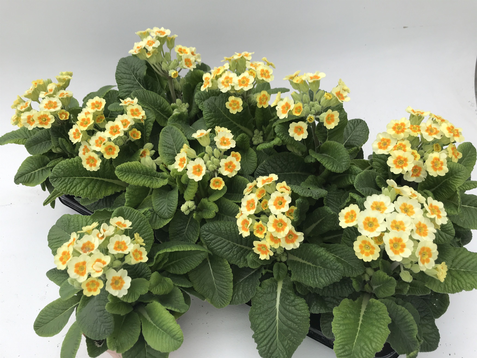 Primula veris Vayen Lookandtaste, D 11