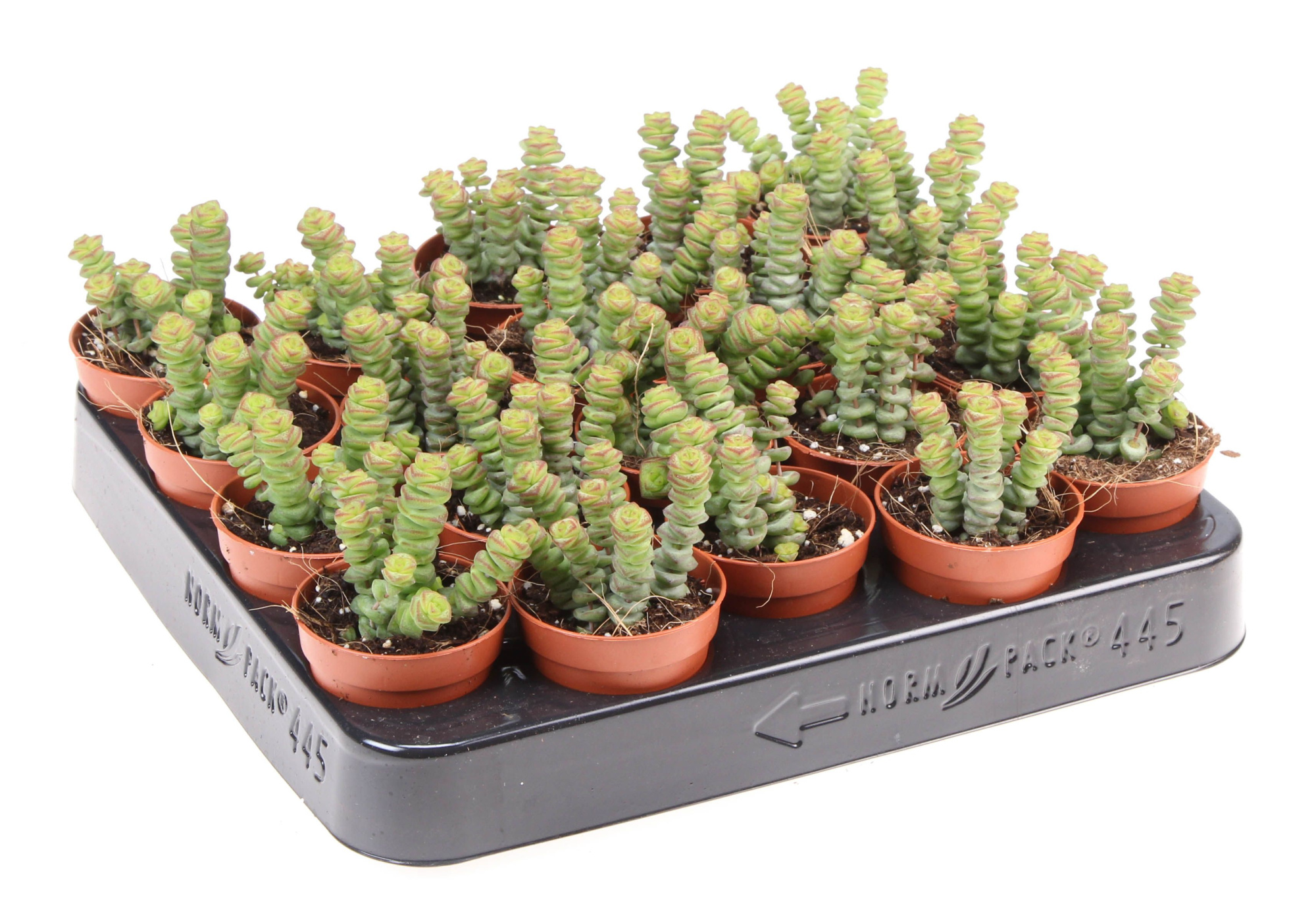 Crassula hottentot, D 5,5