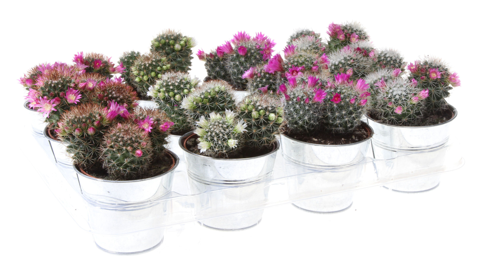 Mammillaria bloei zinkpot, D 10