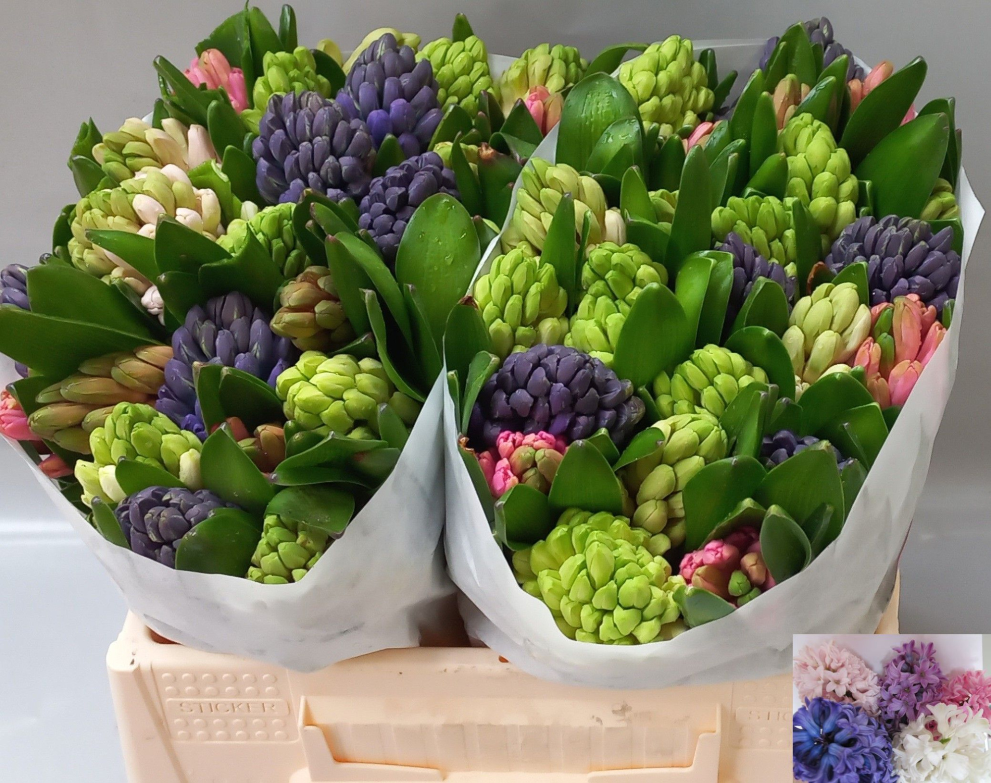 Гиацинт Микс, шт.