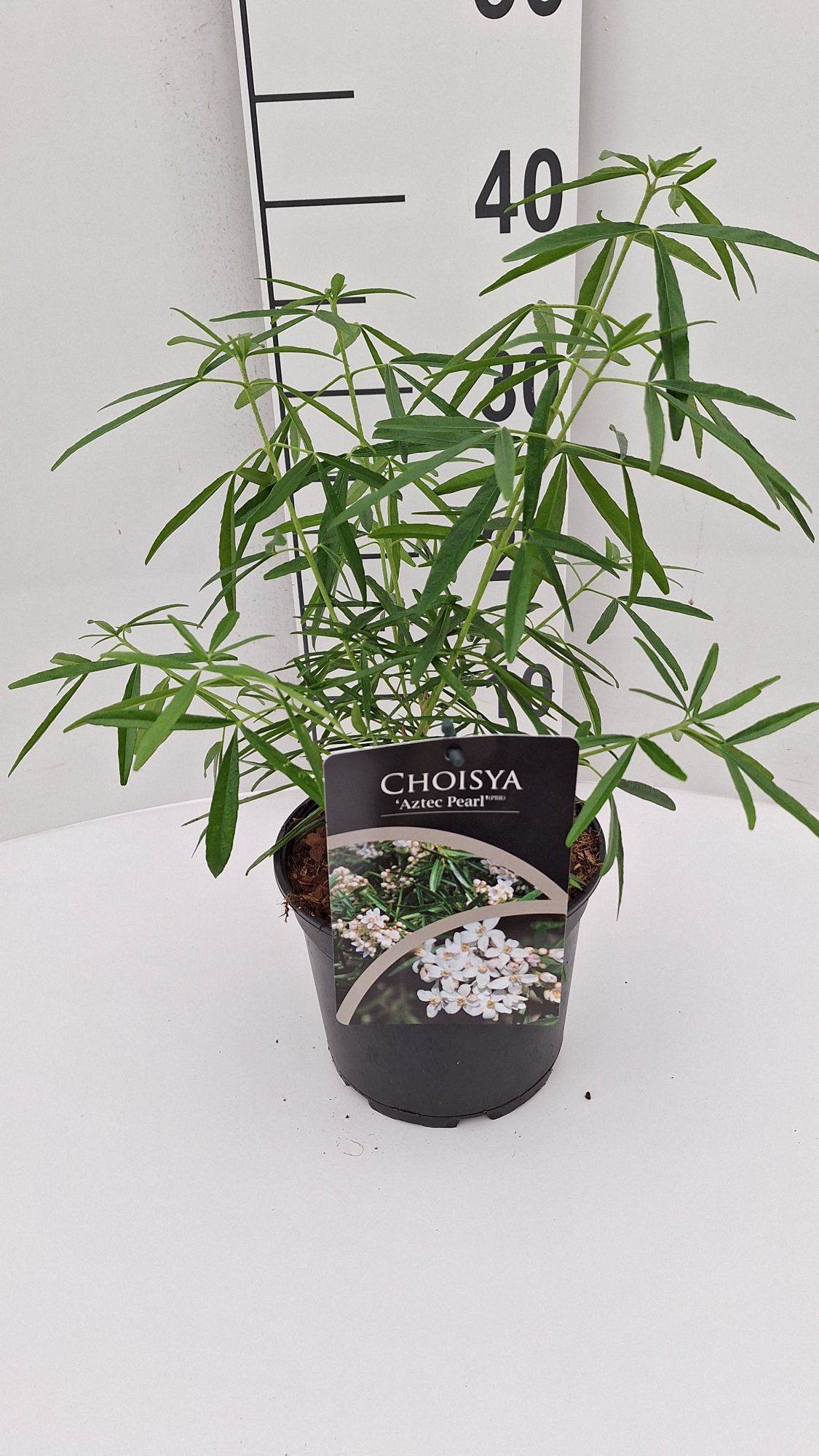 Choisya Aztec Pearl, D 17