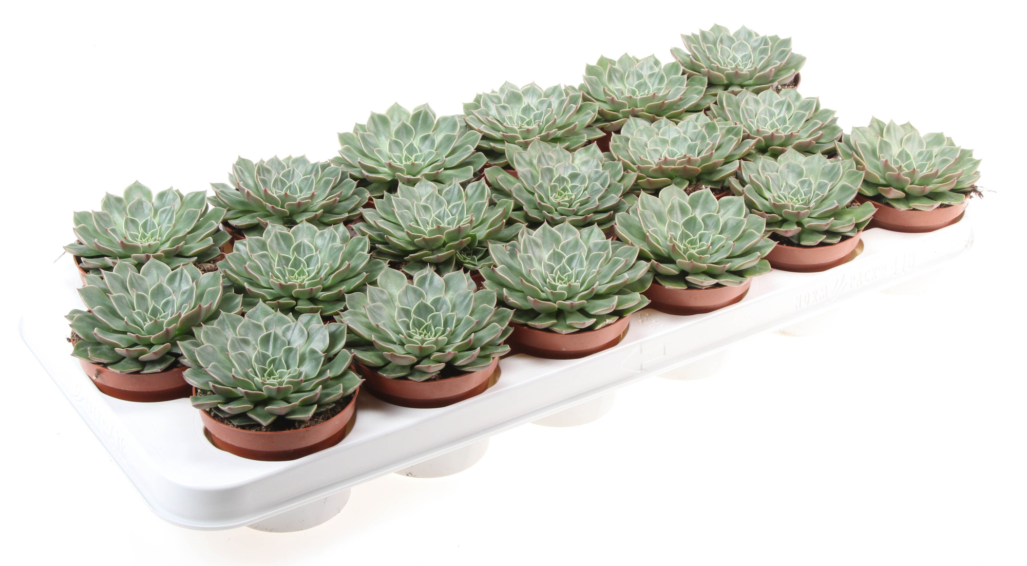 Graptopetalum Bellum, D 8,5