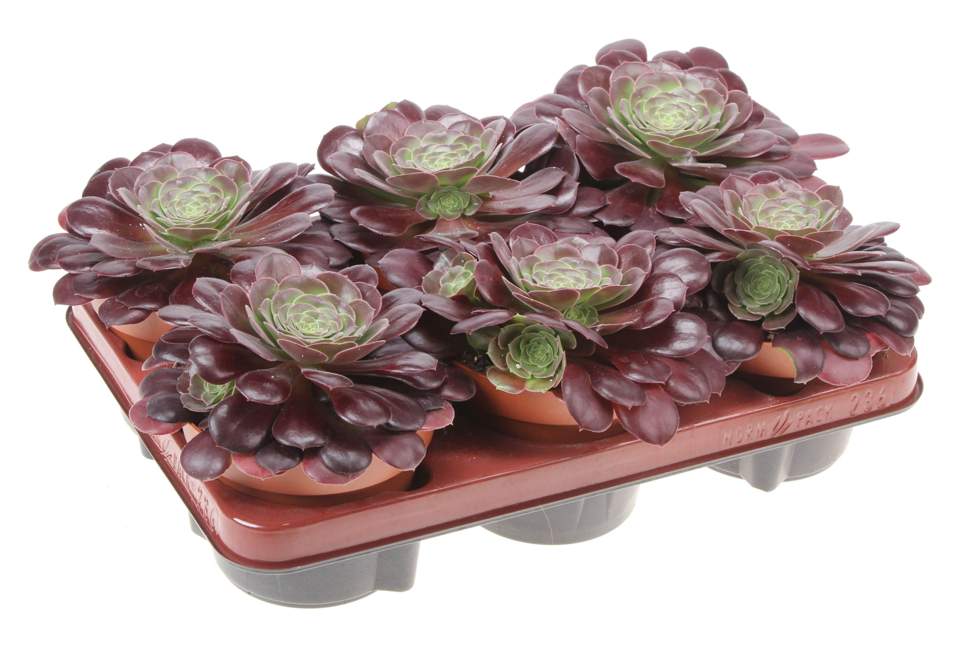 Aeonium arboreum black, D 12