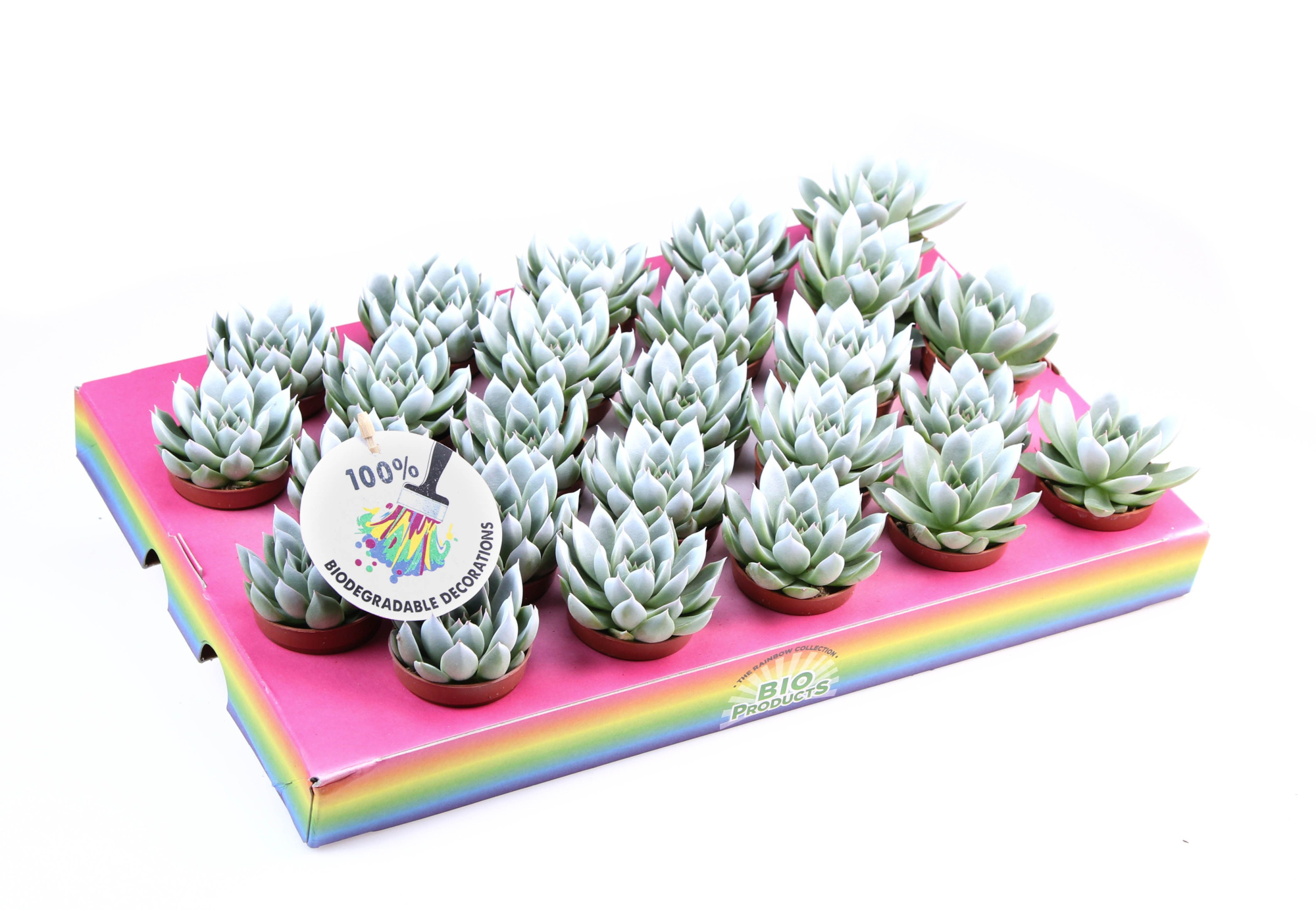 Miranda white tips, D 5,5