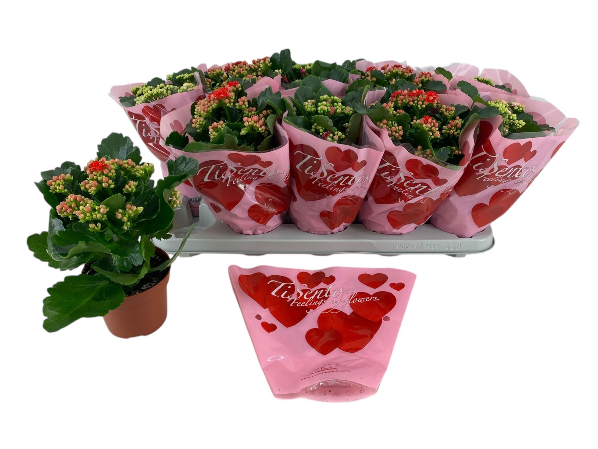 Calandiva 12 cm - Valentijn love rose wit rood paars, D 12