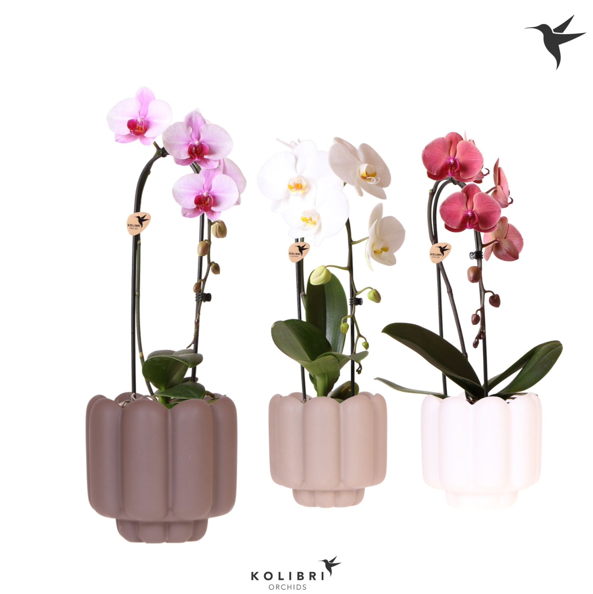 Kolibri Orchids Cascade Niagara Fall mix 1 spike in Retro pot sand mix, D 12