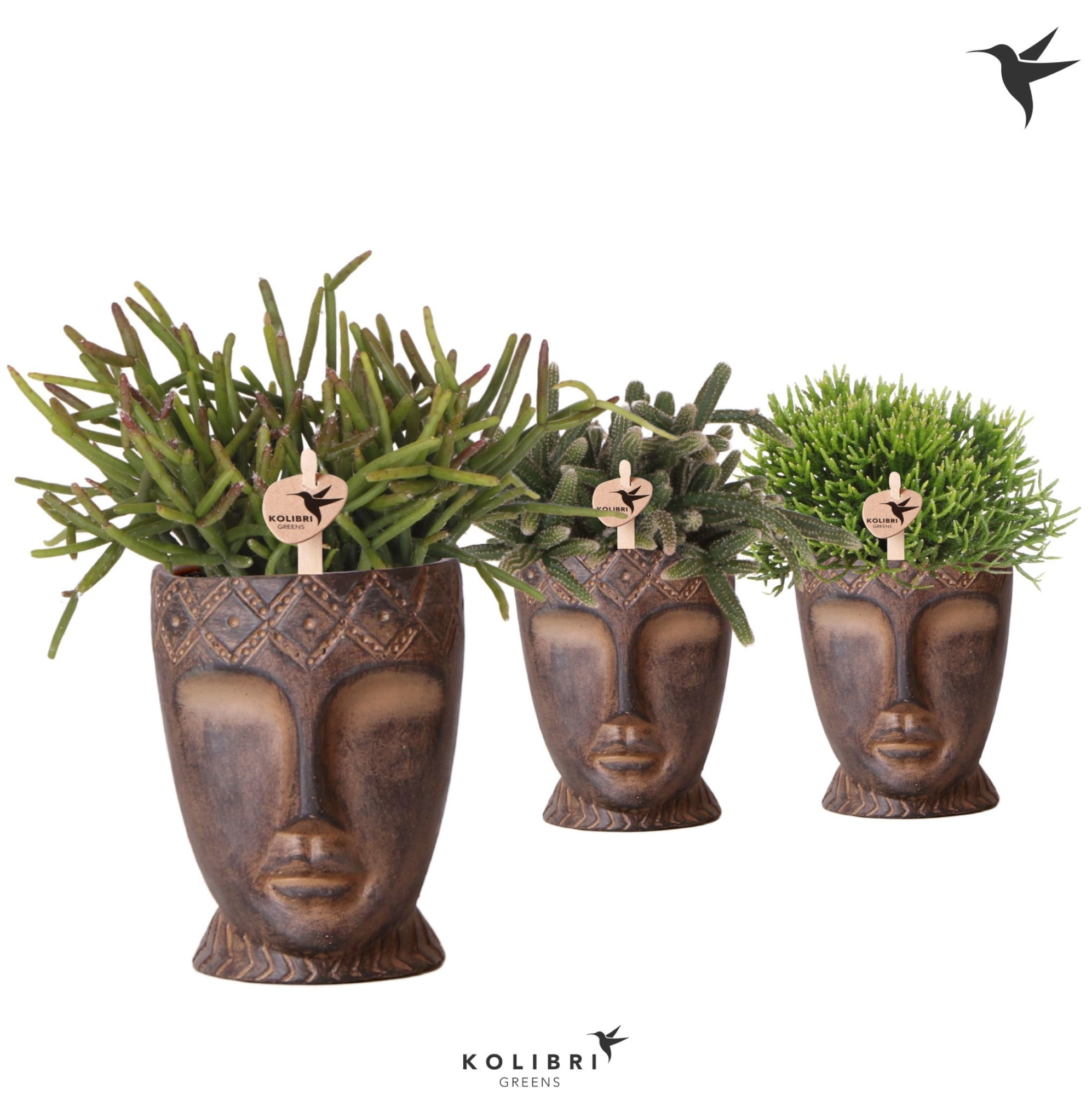 Kolibri Greens Rhipsalis mix in Totem Mask pot, D 9