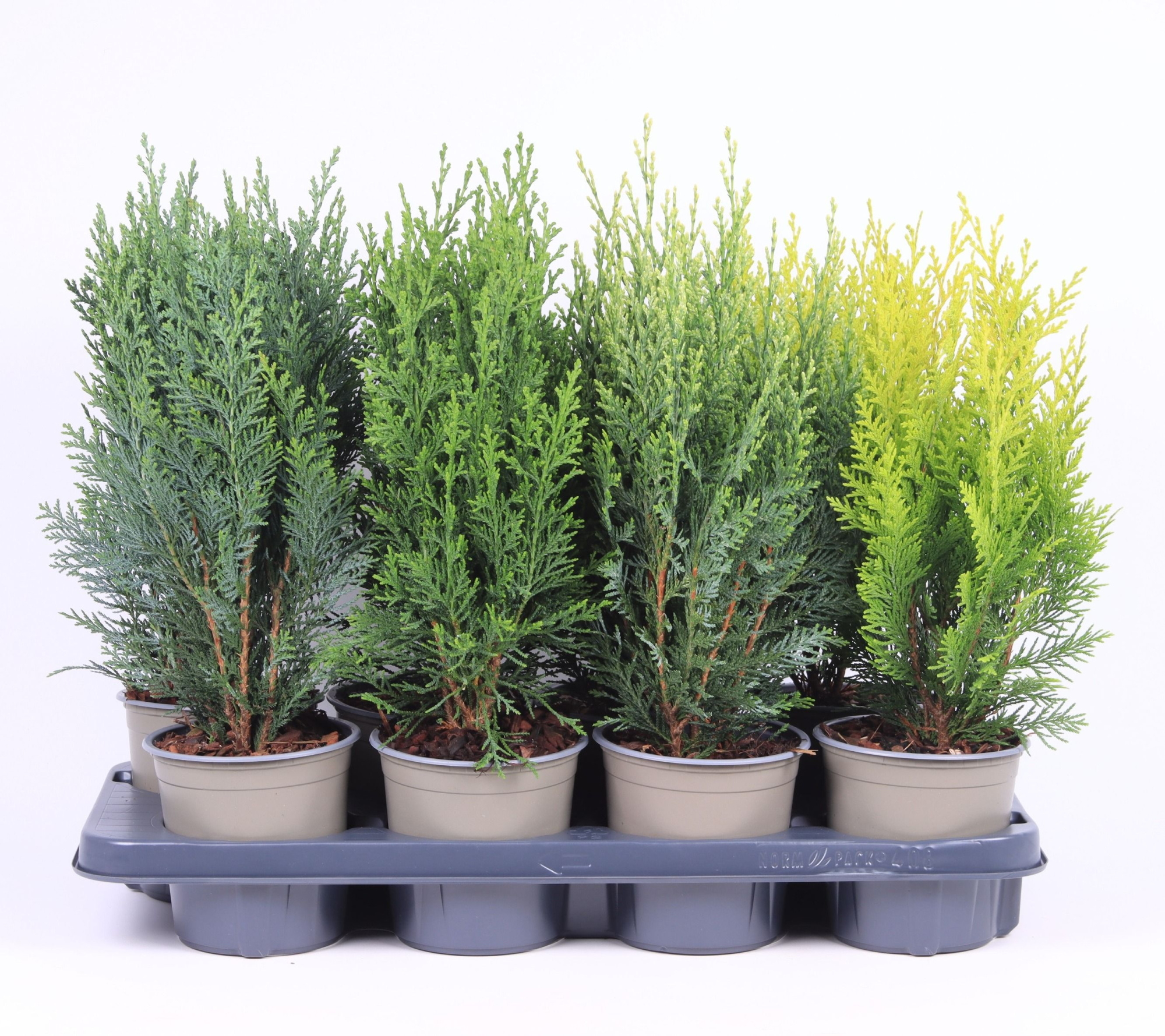 Chamaecyparis gemengde bak, D 13