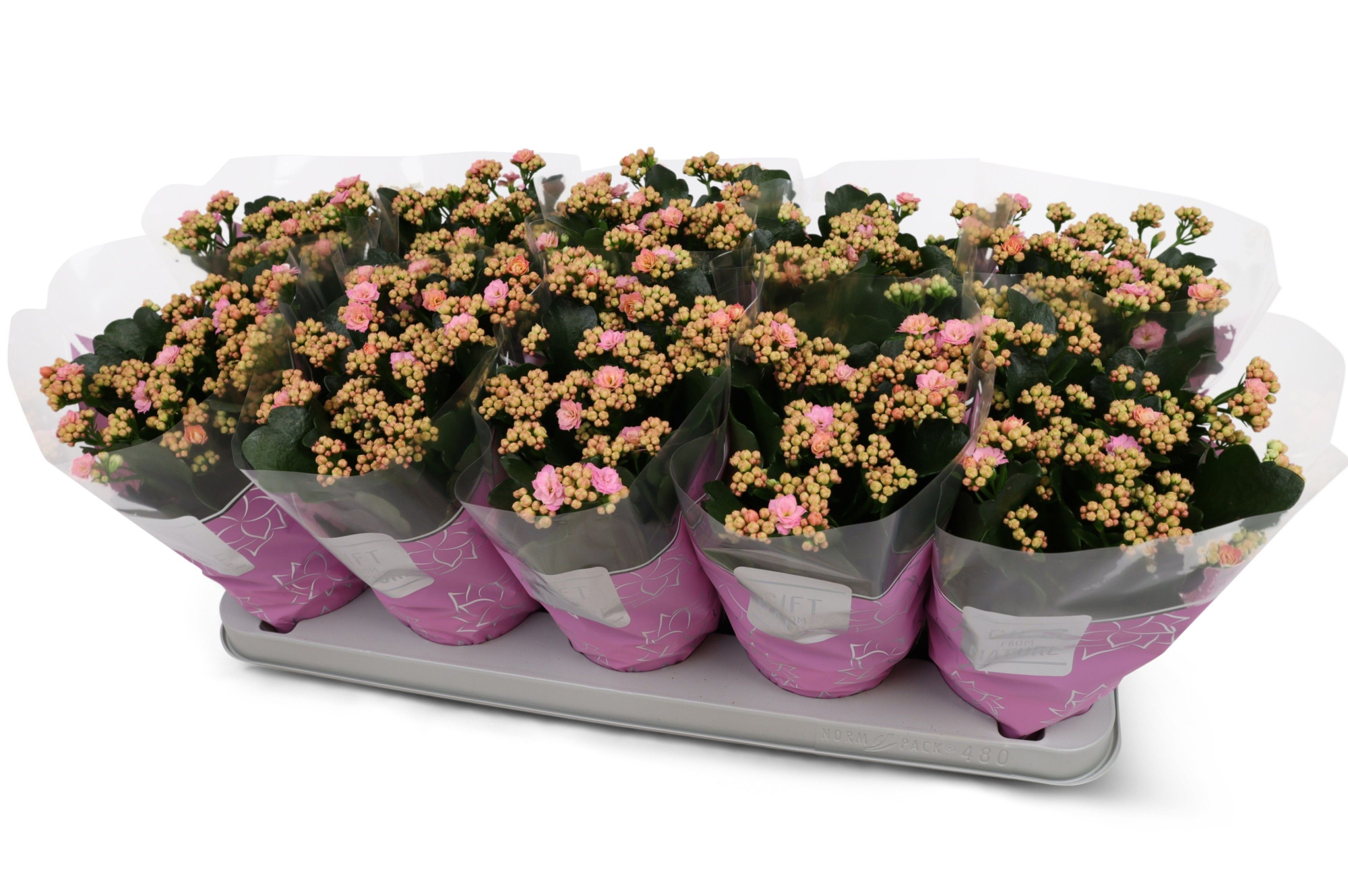 Kalanchoë Perfecta Pink GFN hoes, D 12