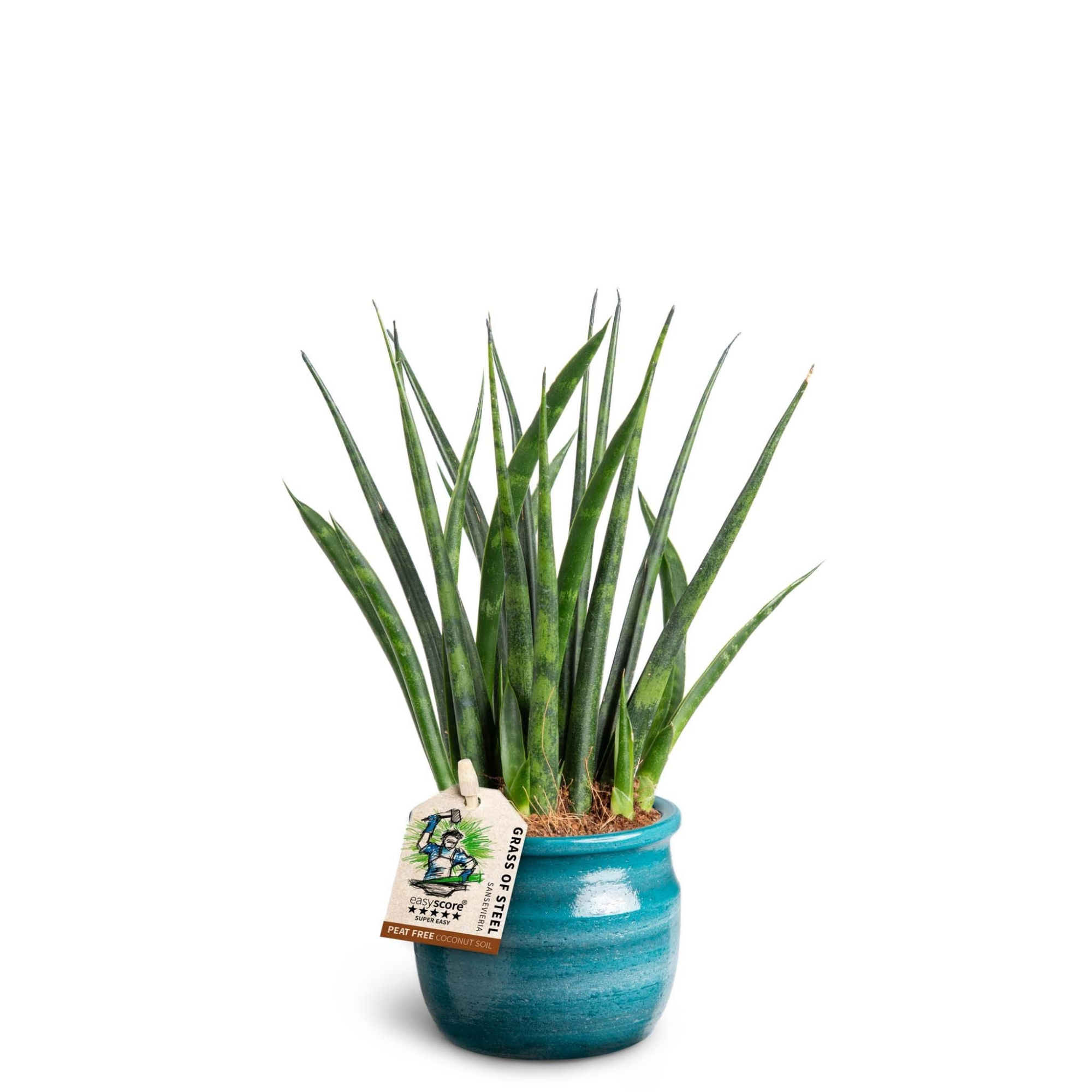 Maceta Teal, Sansevieria ´Fernwood´, D 7