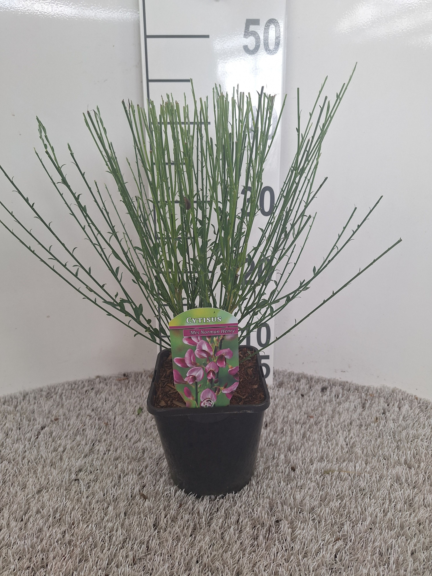 Cytisus overig, D 14