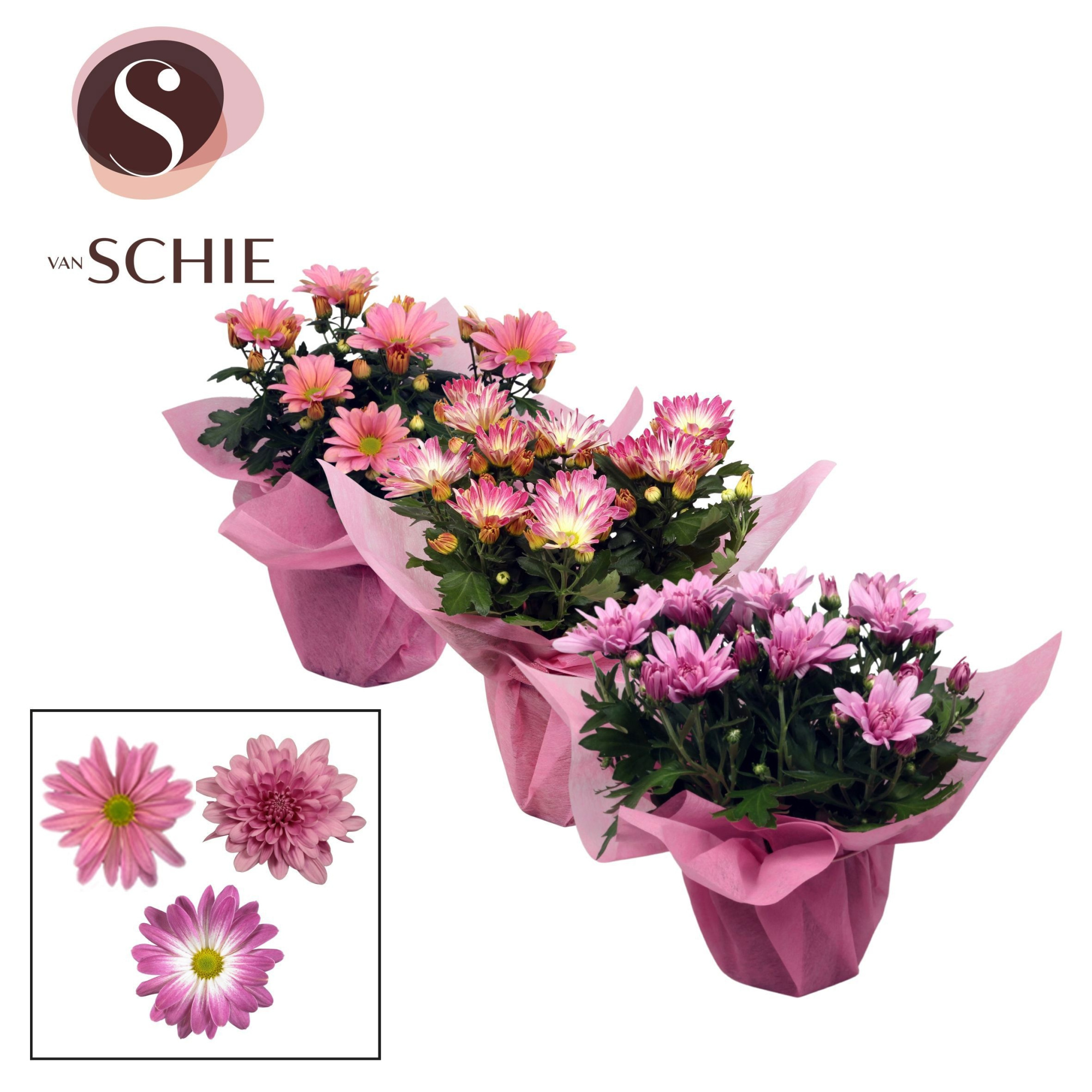 Chrysanne Pink Mix WRAP non woven, D 13