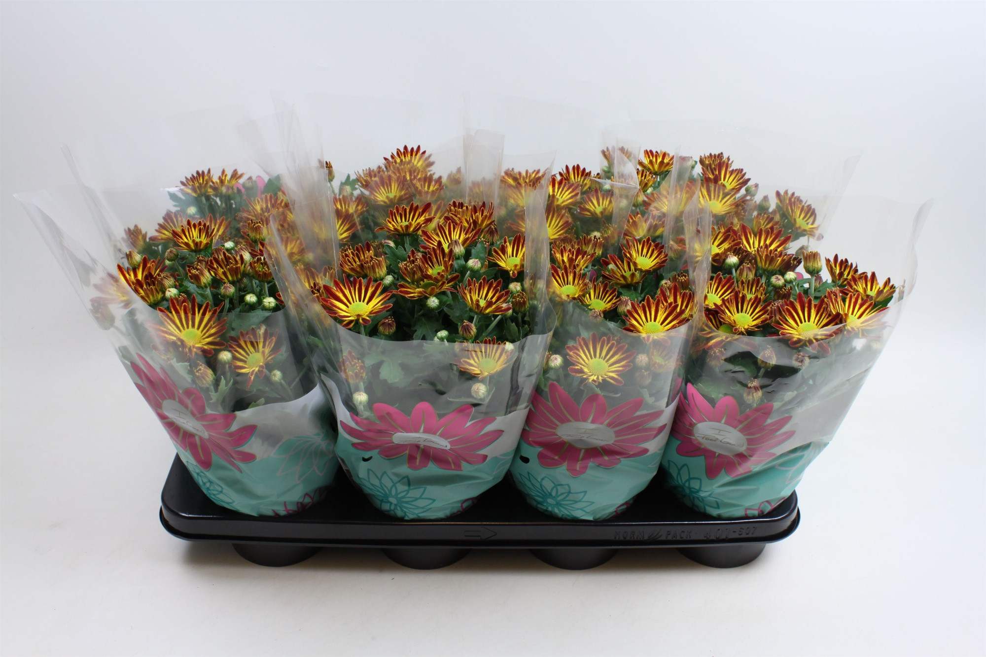 Chrysant Rainbow Circus Stadium 2, D 14