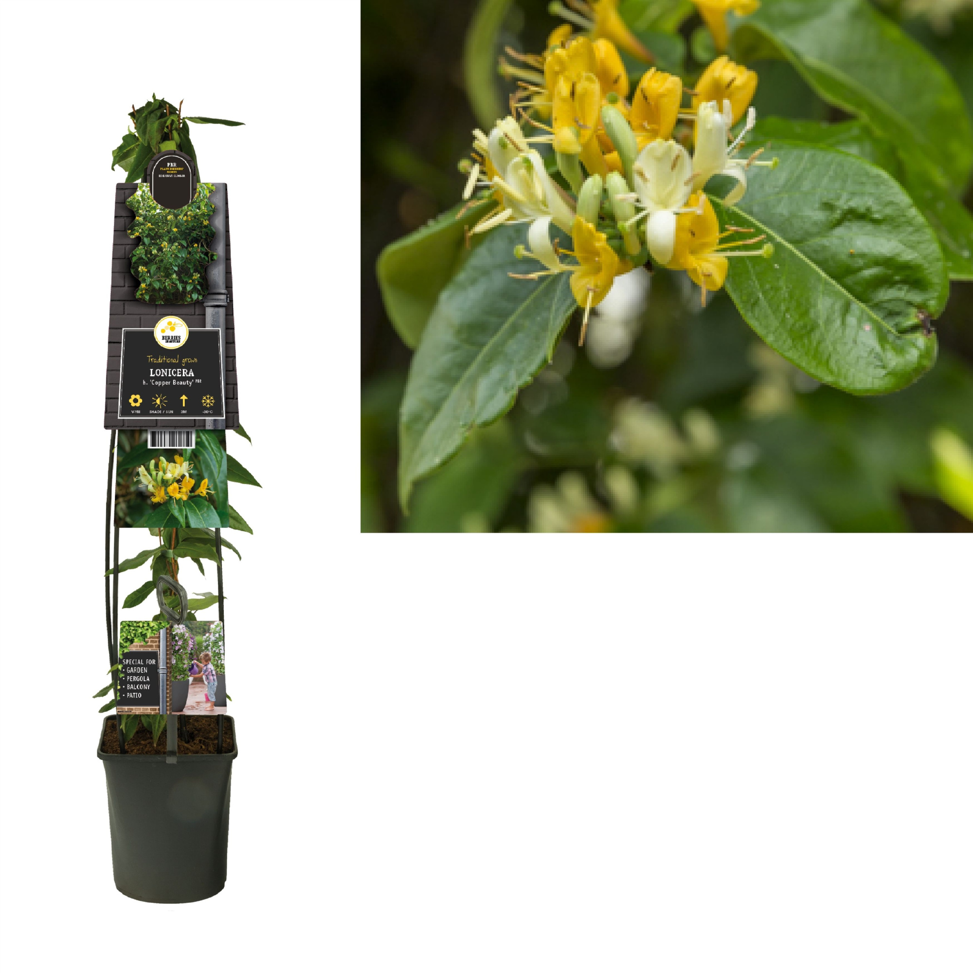 Lonicera h. 'Copper Beauty' PBR +3.0 label, D 23