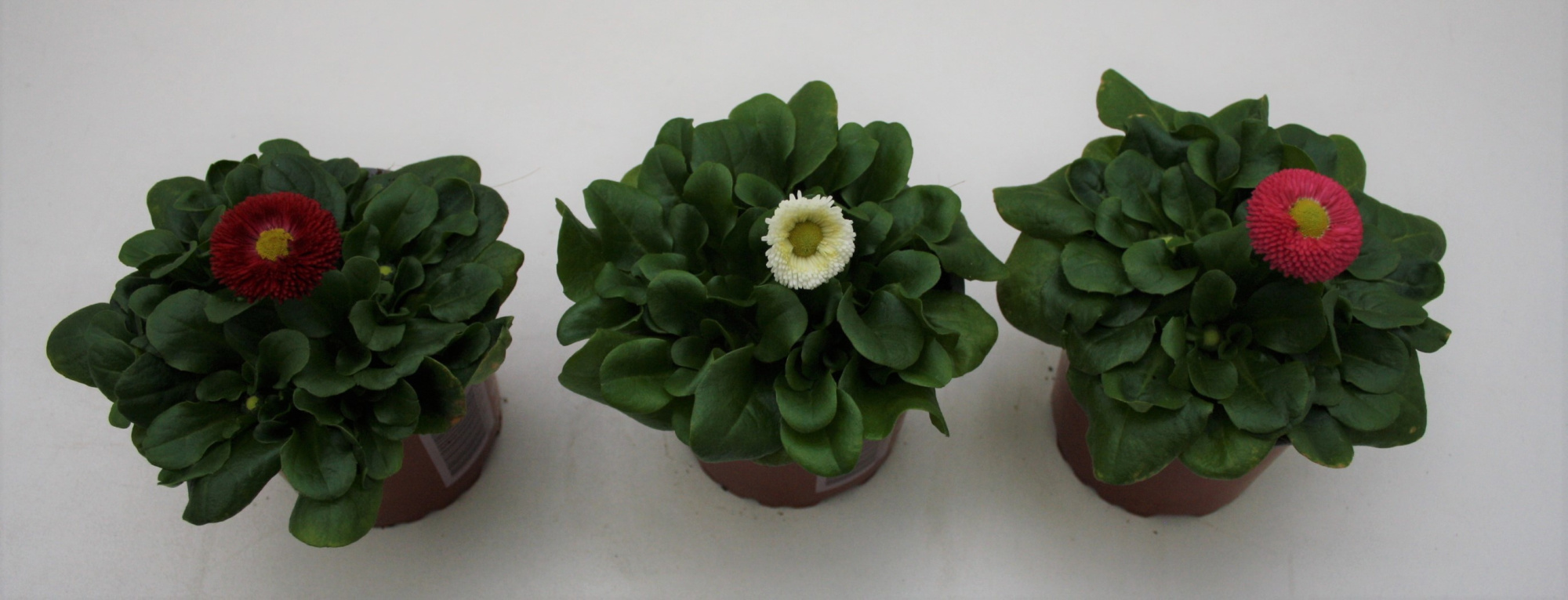 bellis Perennis klein bloemig Gemengd, D 10,5