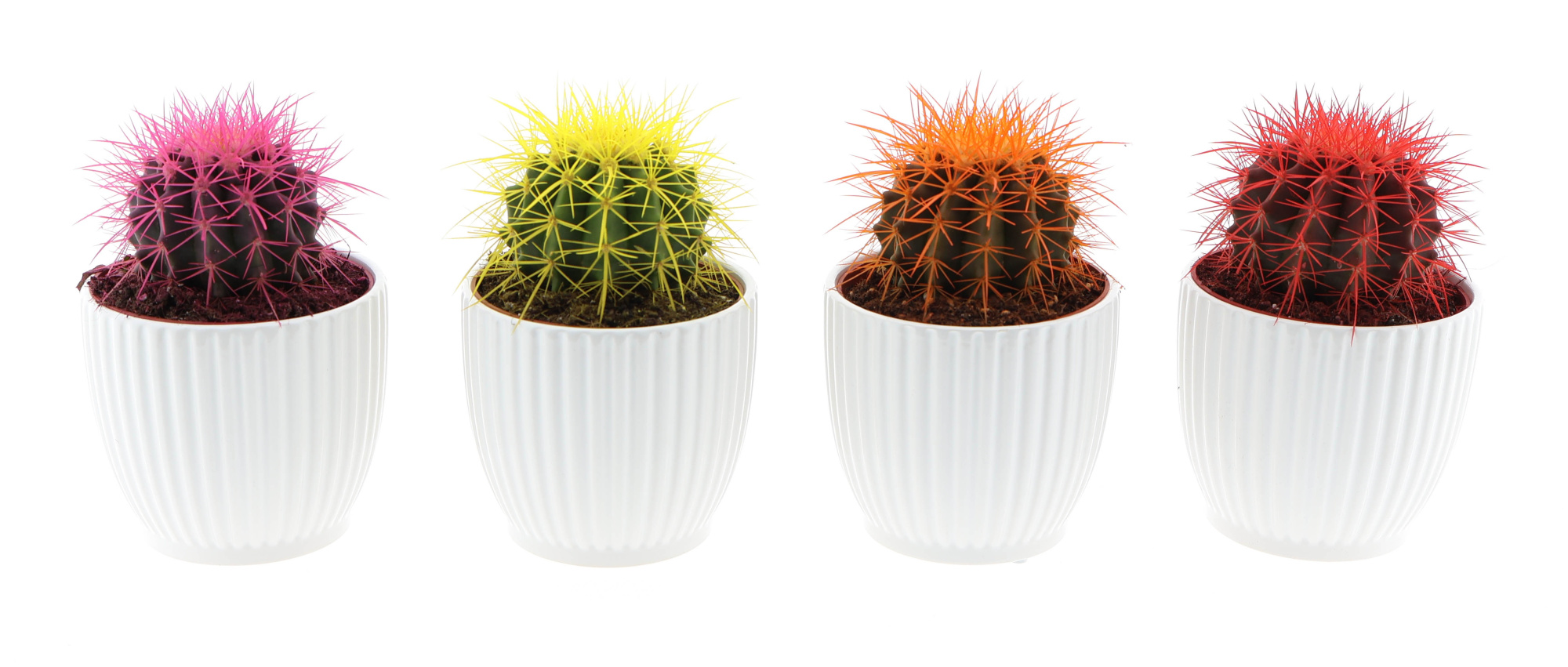 Design pot grusonii rainbow, D 12