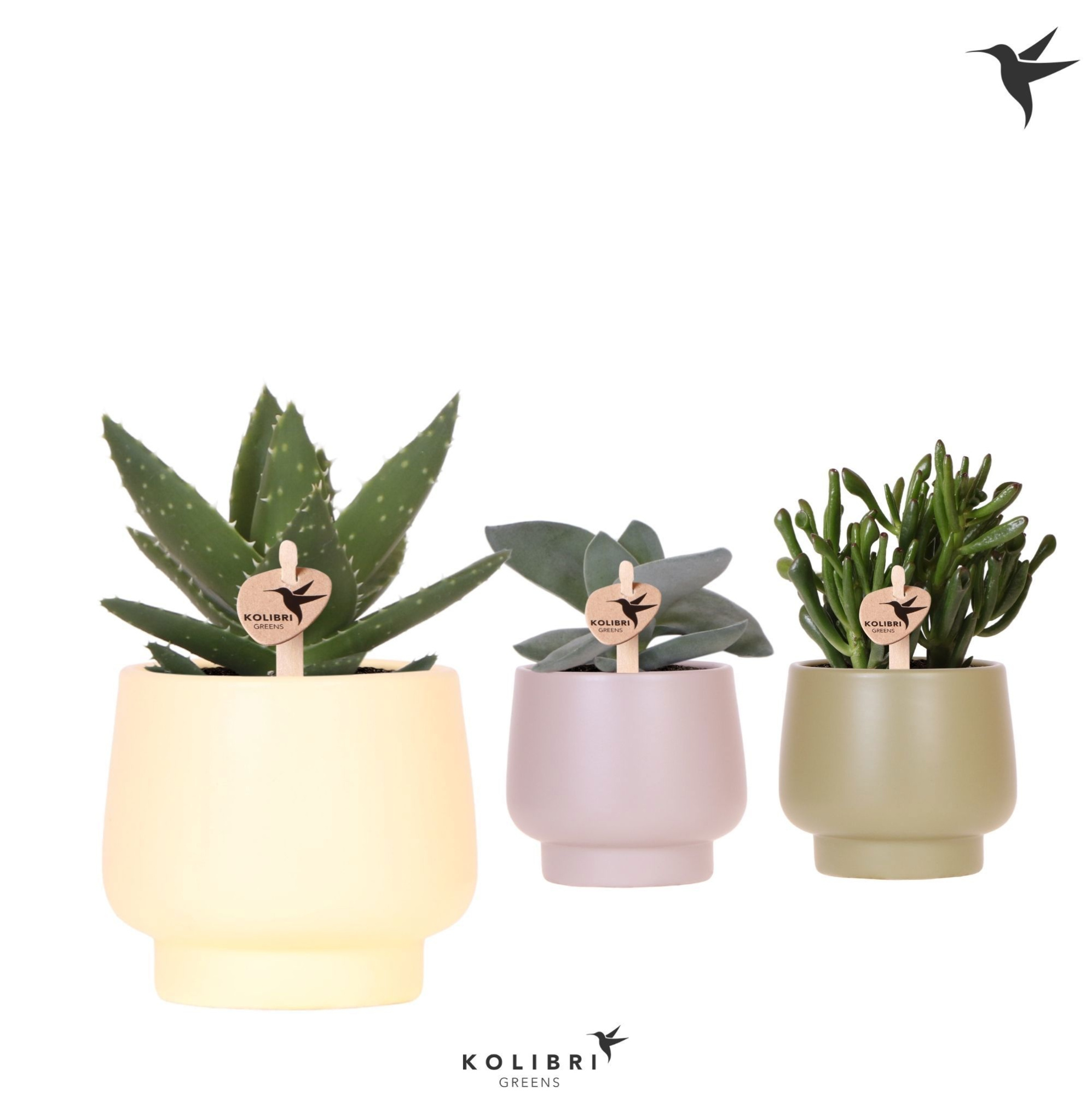 Kolibri Greens Succulenten mix in Scandic pot green mix, D 9