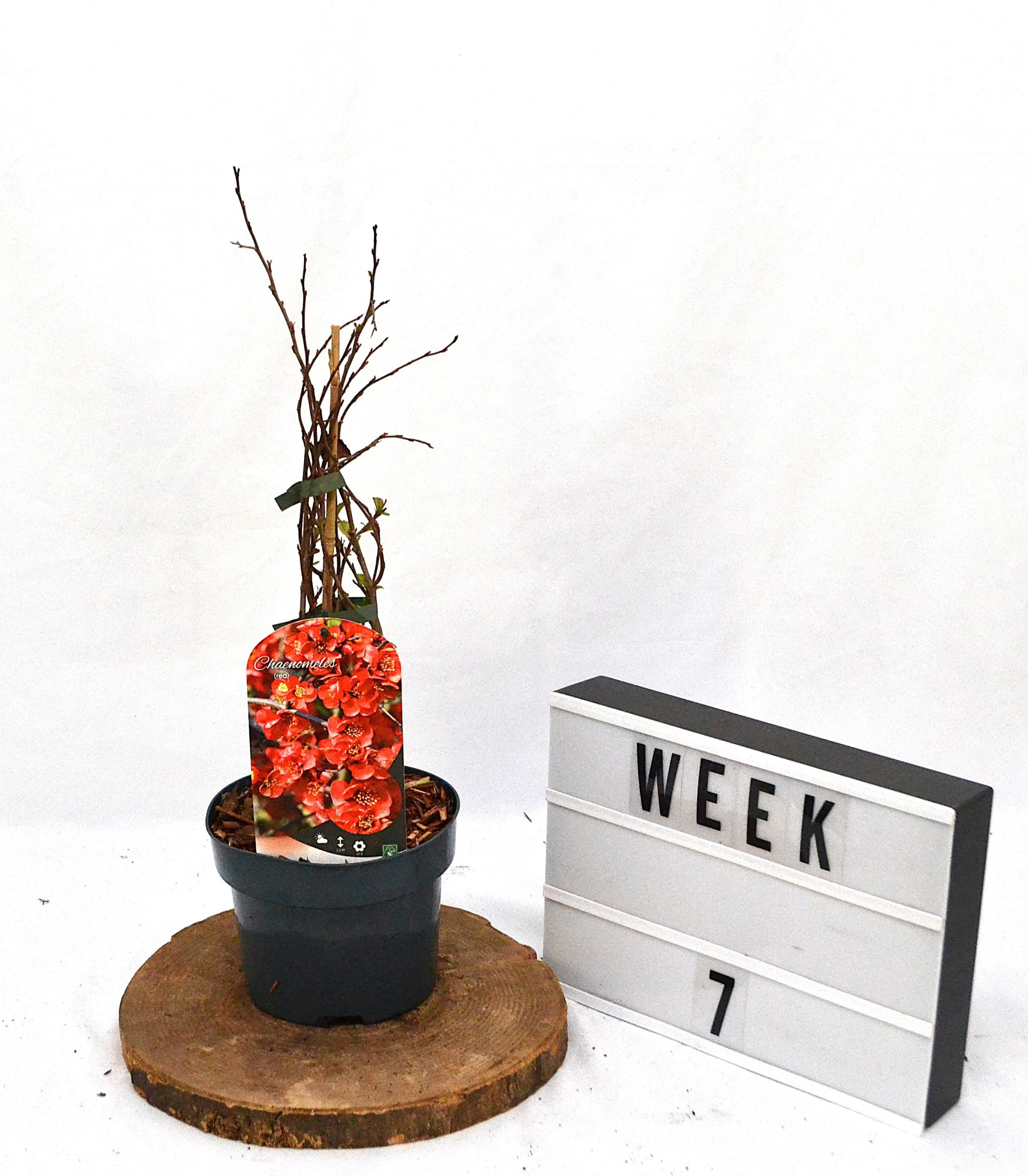 Chaenomeles sup. 'Red Trail' C2, D 17