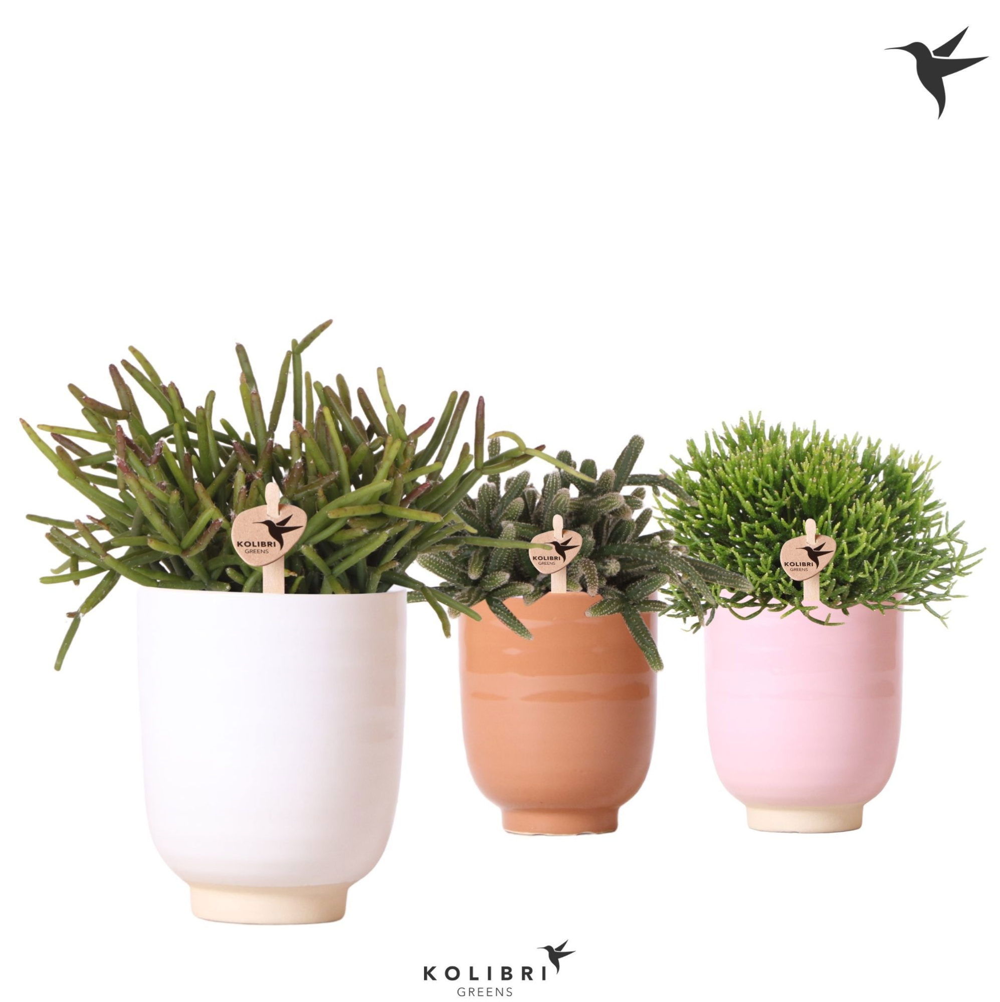 Kolibri Greens Rhipsalis mix in Glazed pot mix, D 9