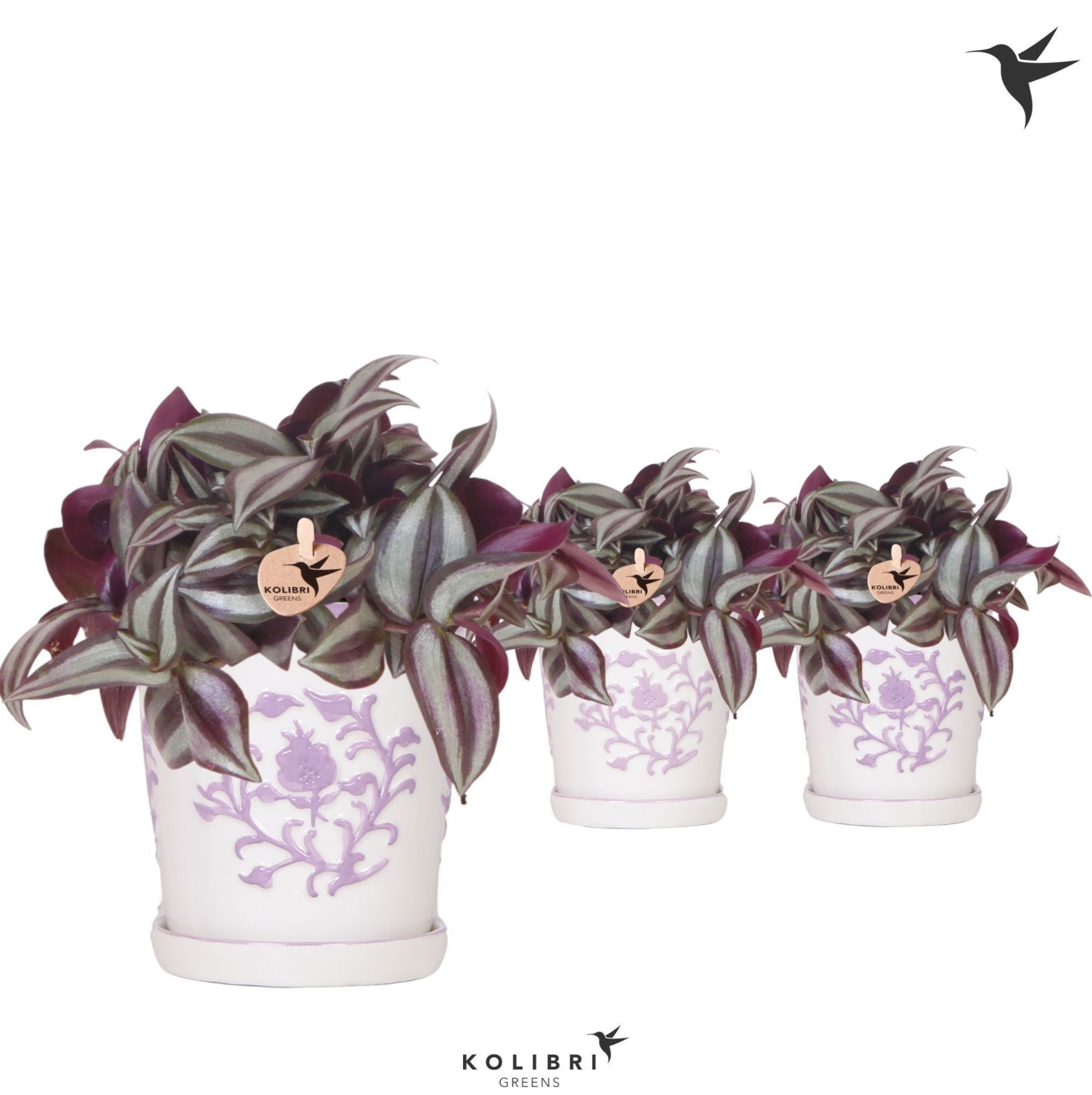 Kolibri Greens Tradescantia Zebrina in Malaga pot lila mix, D 9