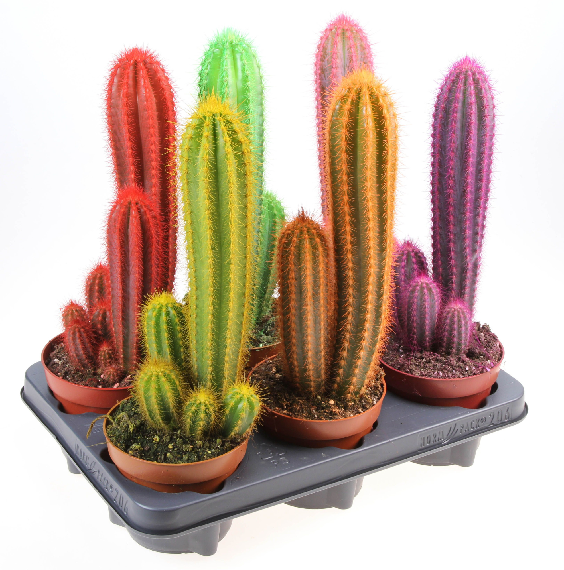 Rainbow cactus zuil mix XL, D 12