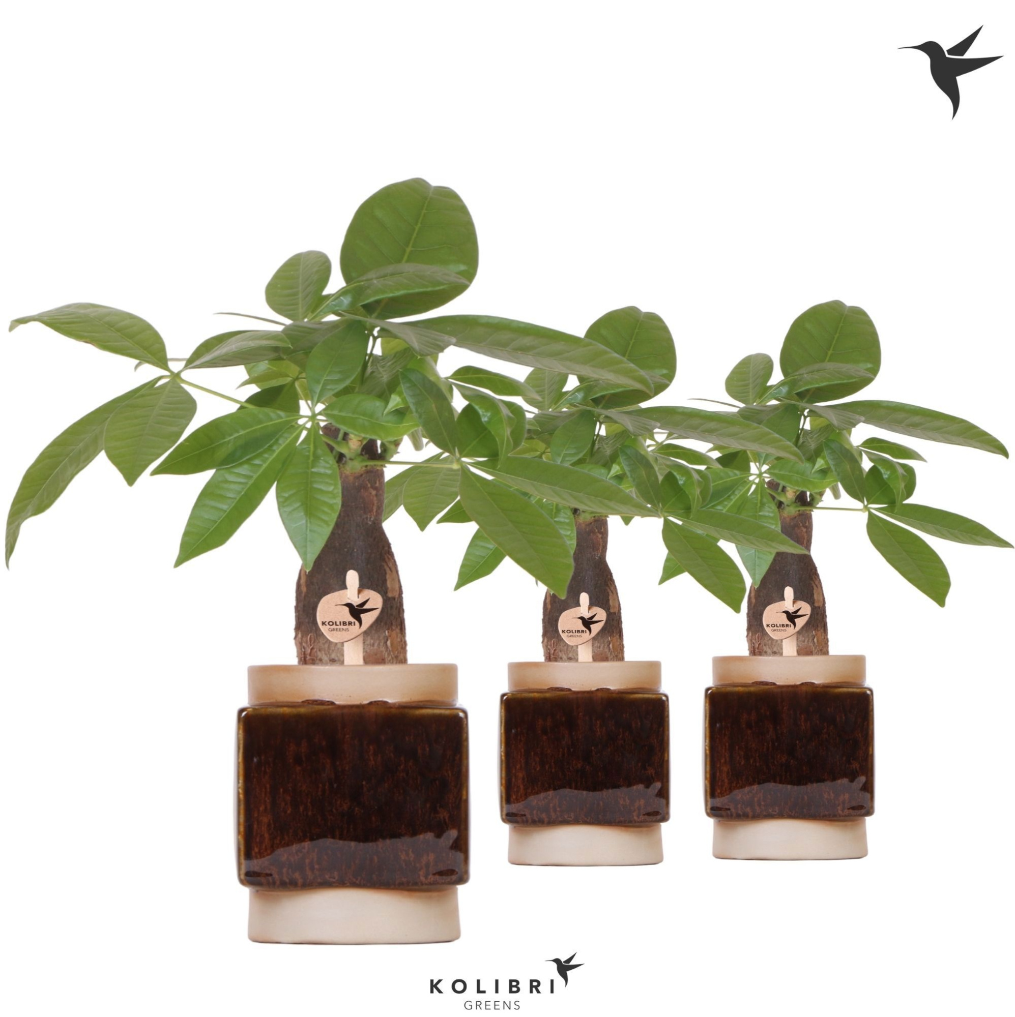 Kolibri Greens Pachira in Classy Cube pot, D 9