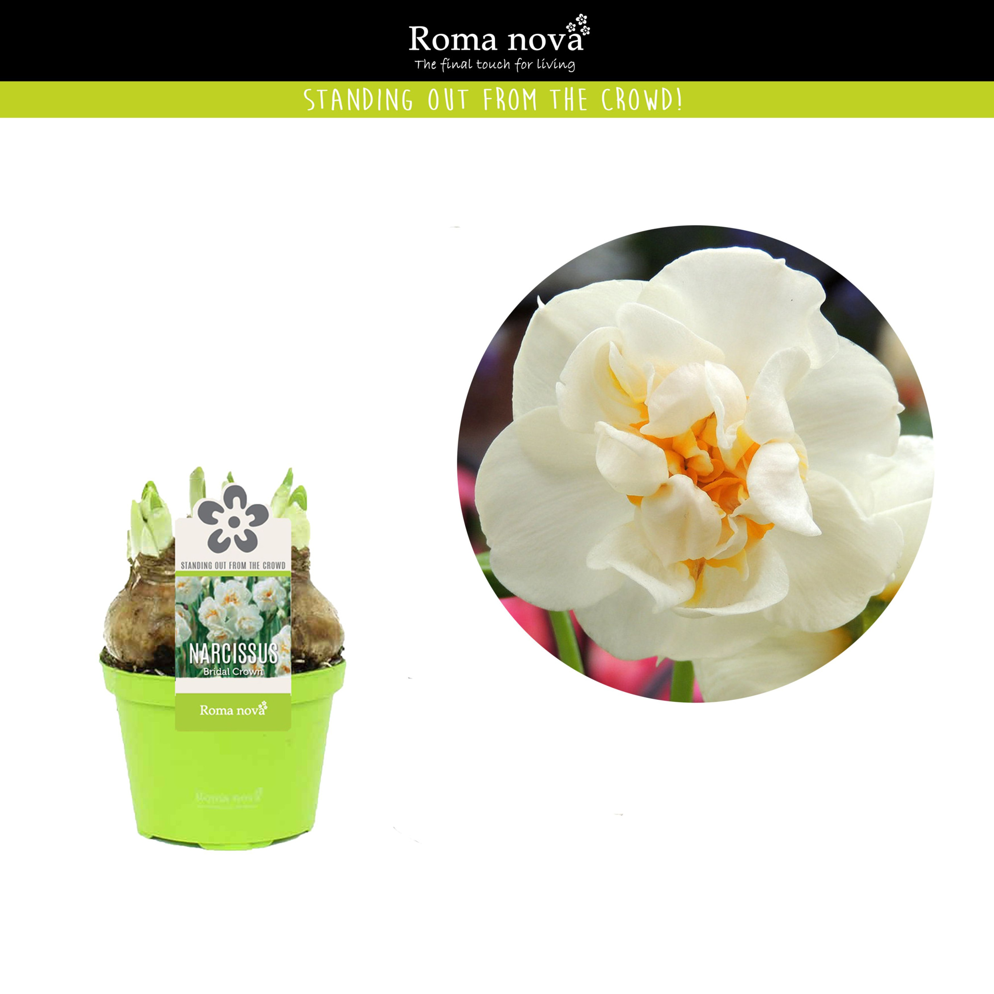 Narcissus Bridal Crown 9cm, D 9