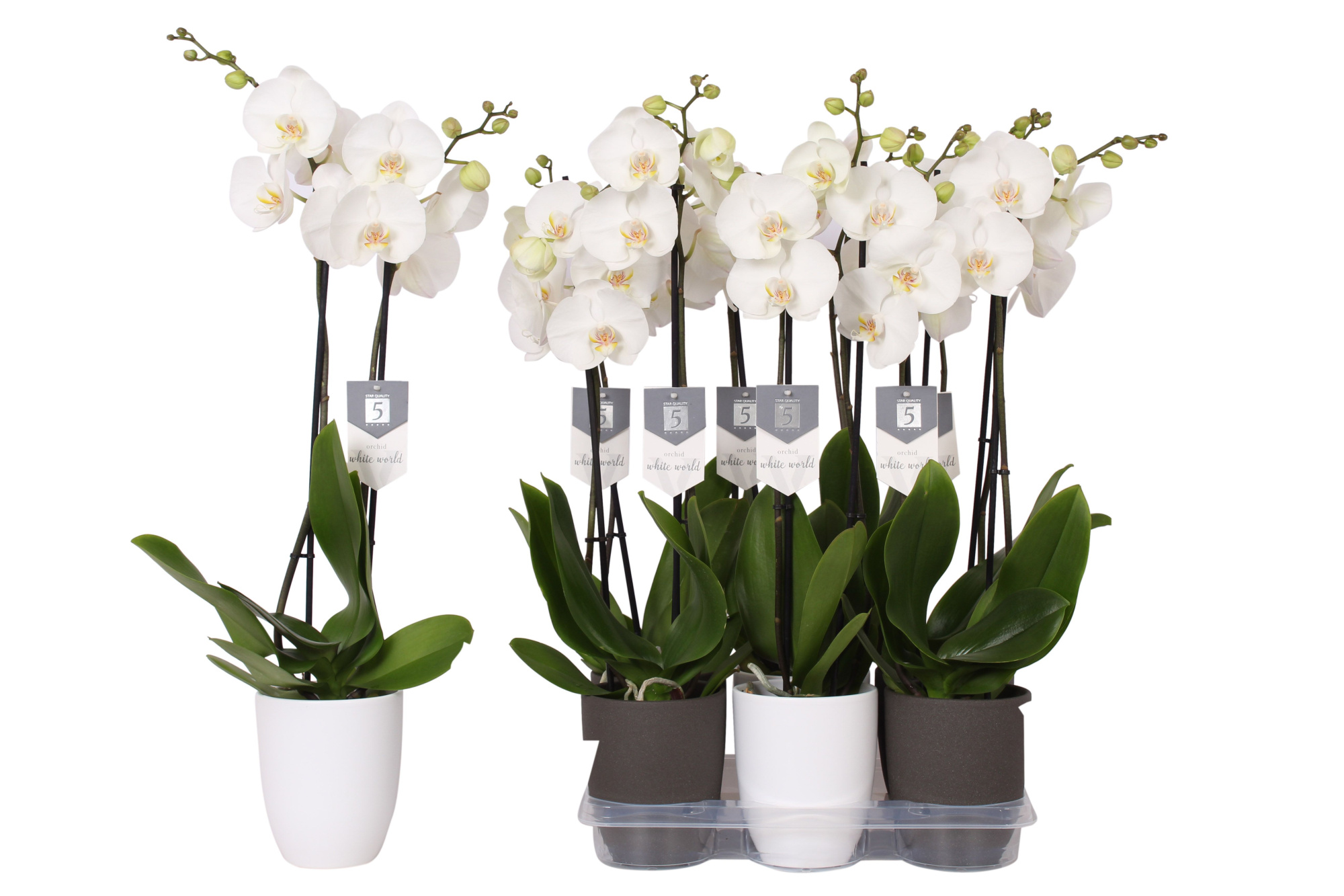 Phalaenopsis White World, 2-spike White and Anthracite Ceramics, D 12