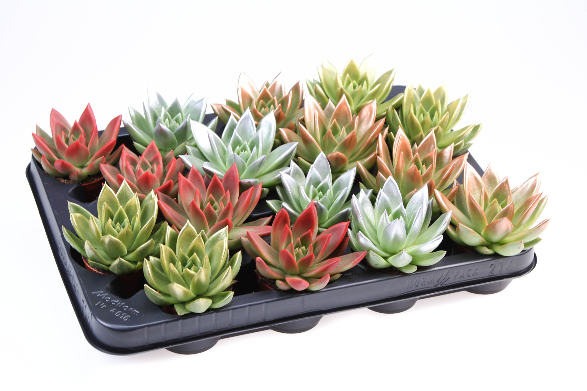 Miranda kerstmix tips, D 6