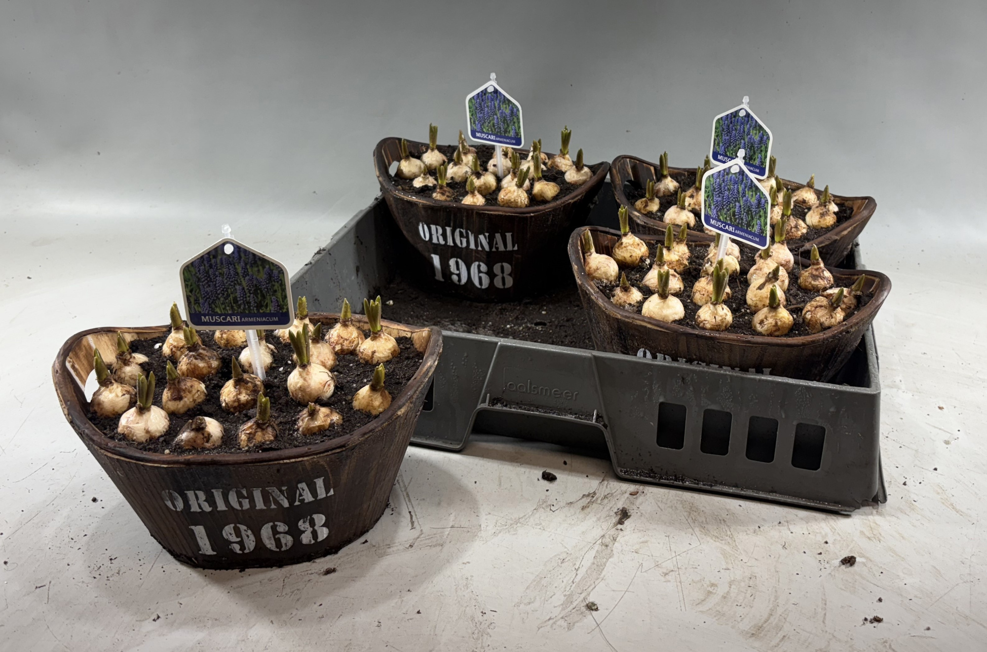 Muscari in houten teil, groen, 'flowers 1968' opdruk, D 23