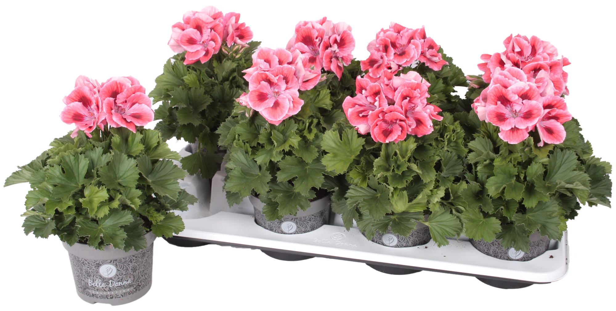 Pelg. Bella Donna Oranje 12cm, D 12