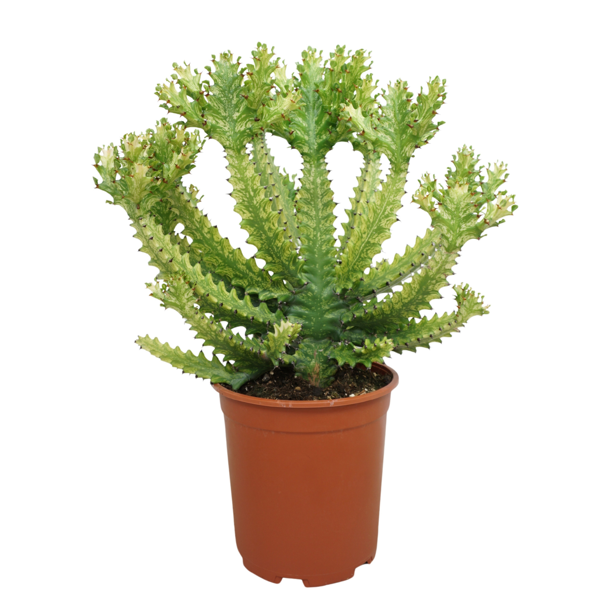 Euphorbia mayurnathanii variegata 27 cm, D 27