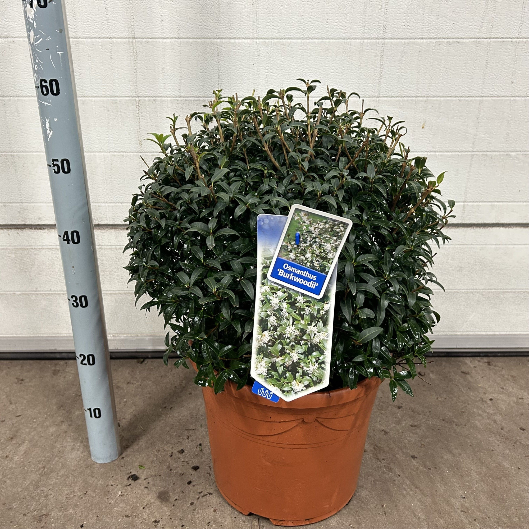 Osmanthus burkwoodii --bol/kogel 45 cm, D 30