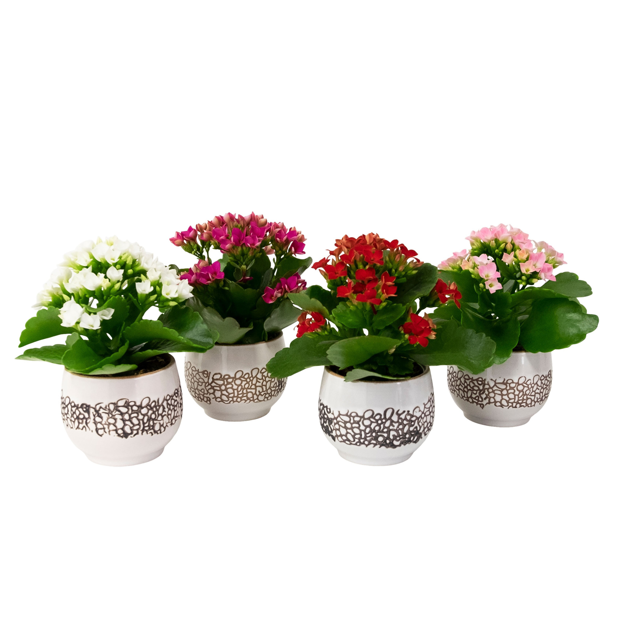 Kalahari with Kalanchoe, D 6